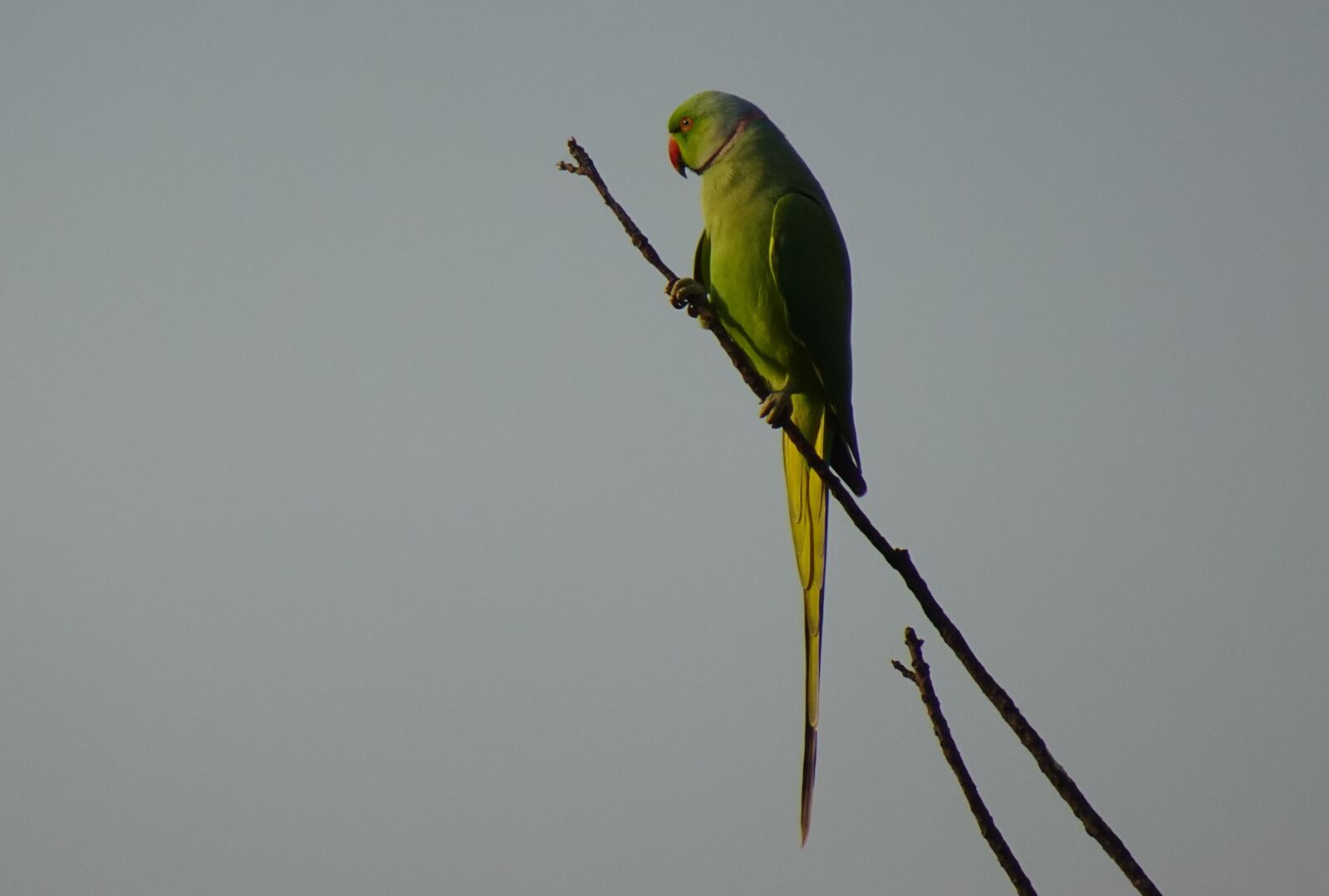 Sony DSC-WX800 sample photo. Bird, parakeet, green photography