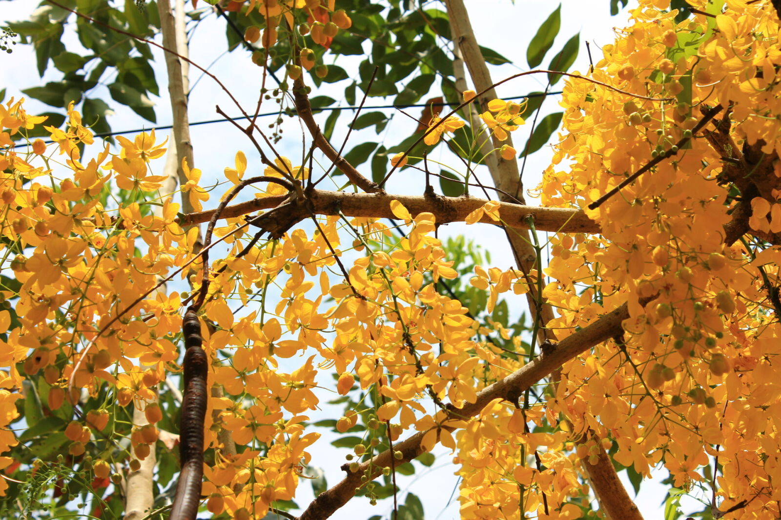 Canon EOS 1100D (EOS Rebel T3 / EOS Kiss X50) sample photo. Yellow, flower photography
