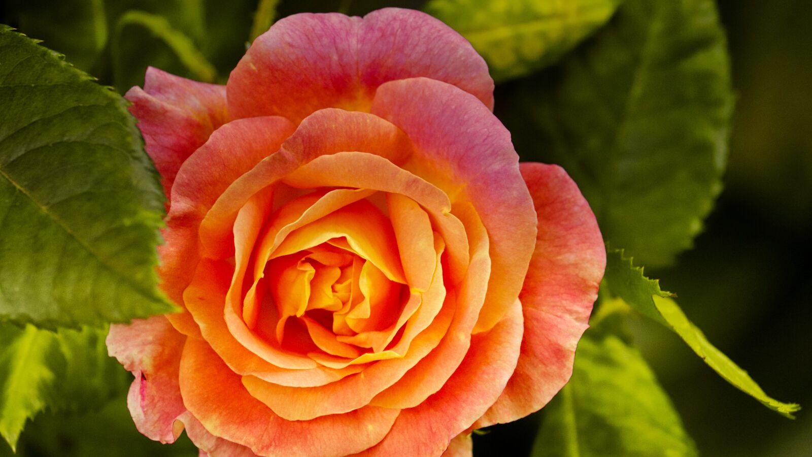 Canon EF-S 55-250mm F4-5.6 IS STM sample photo. Rose, orange, bright photography