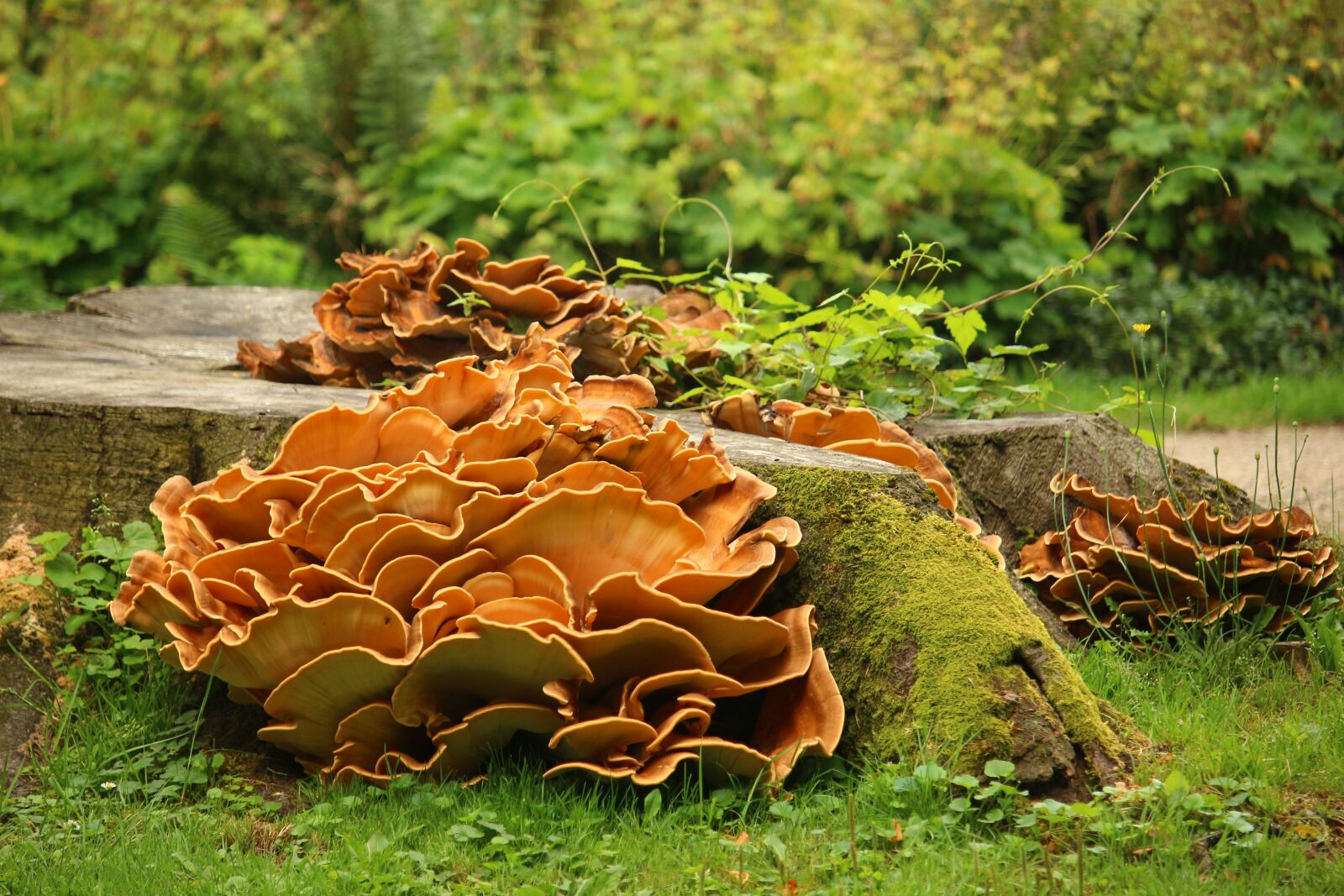Canon EOS 100D (EOS Rebel SL1 / EOS Kiss X7) sample photo. Mushroom, plant, tree stump photography