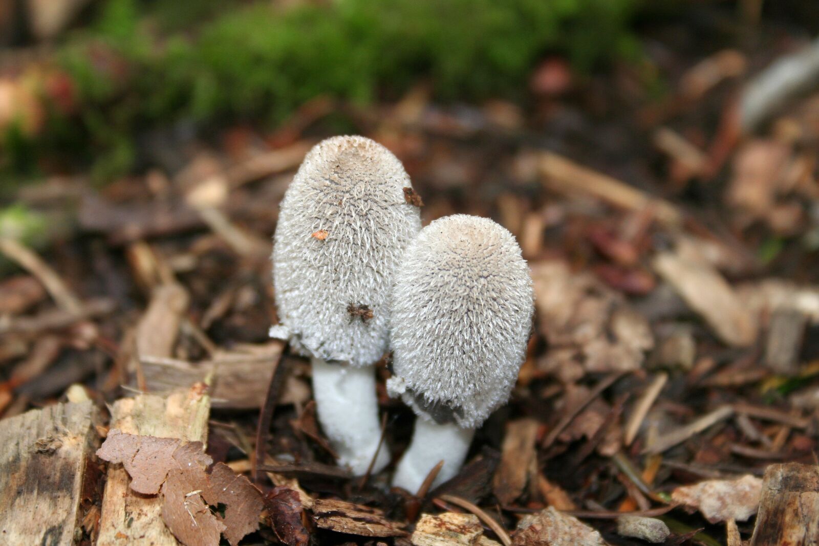 Canon EOS 350D (EOS Digital Rebel XT / EOS Kiss Digital N) sample photo. Mushroom, forest mushroom, schopf photography