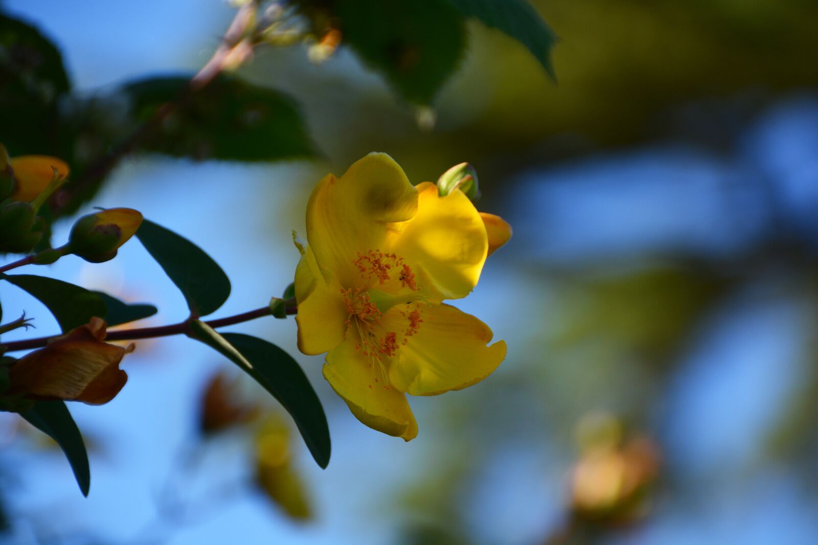 Nikon D7100 sample photo. Flower, yellow, blossom photography
