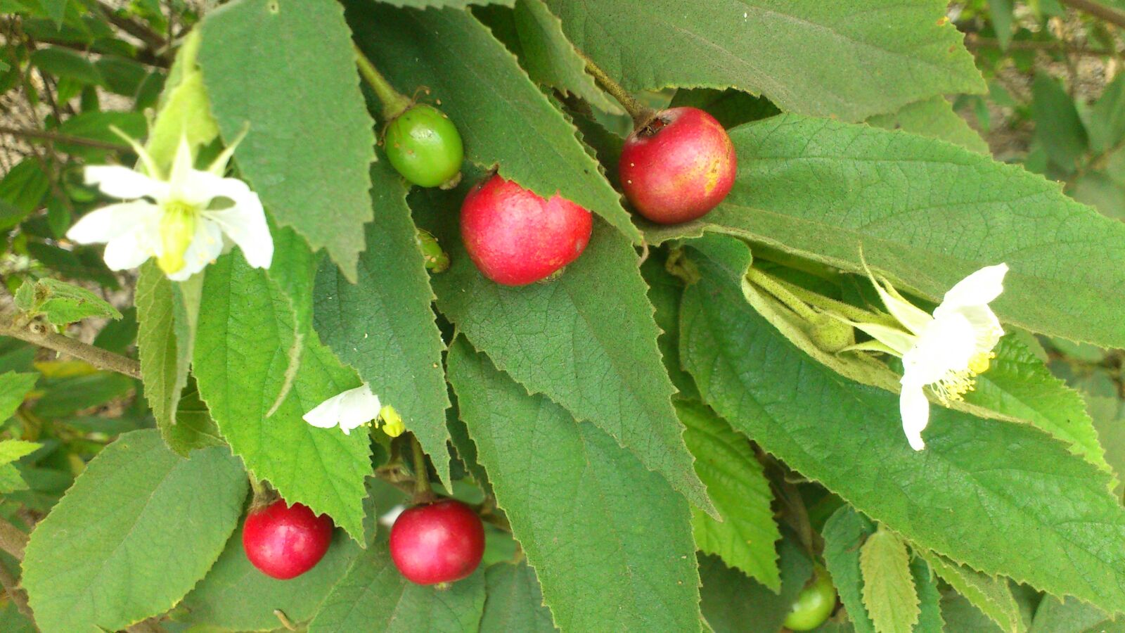 Sony Ericsson Xperia arc S sample photo. Flower, leaves, fruits eggs photography