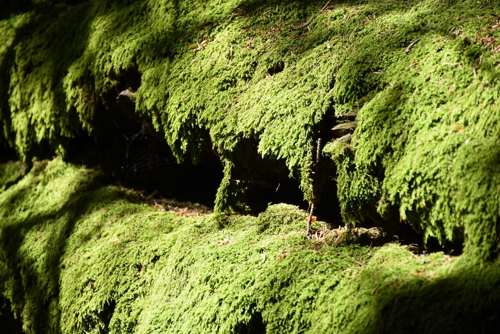Nikon D7200 sample photo. Moss, green, moss carpet photography