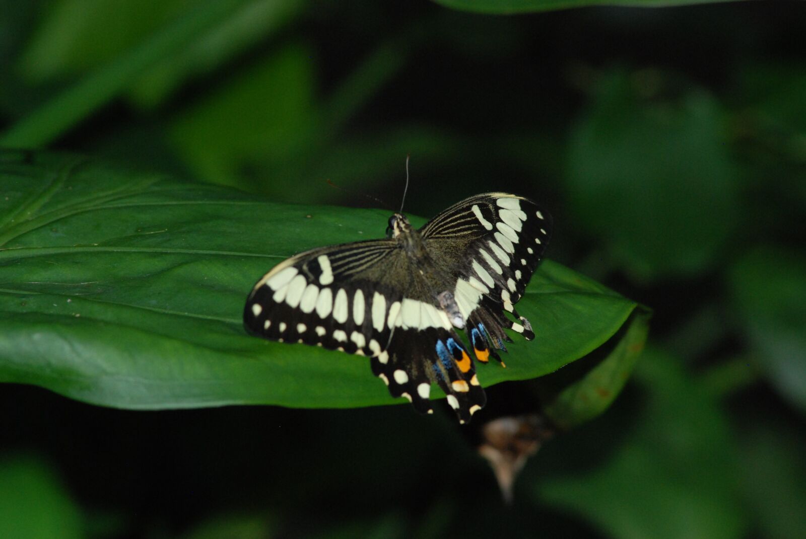 Nikon D80 sample photo. Butterfly, wings spread, black photography