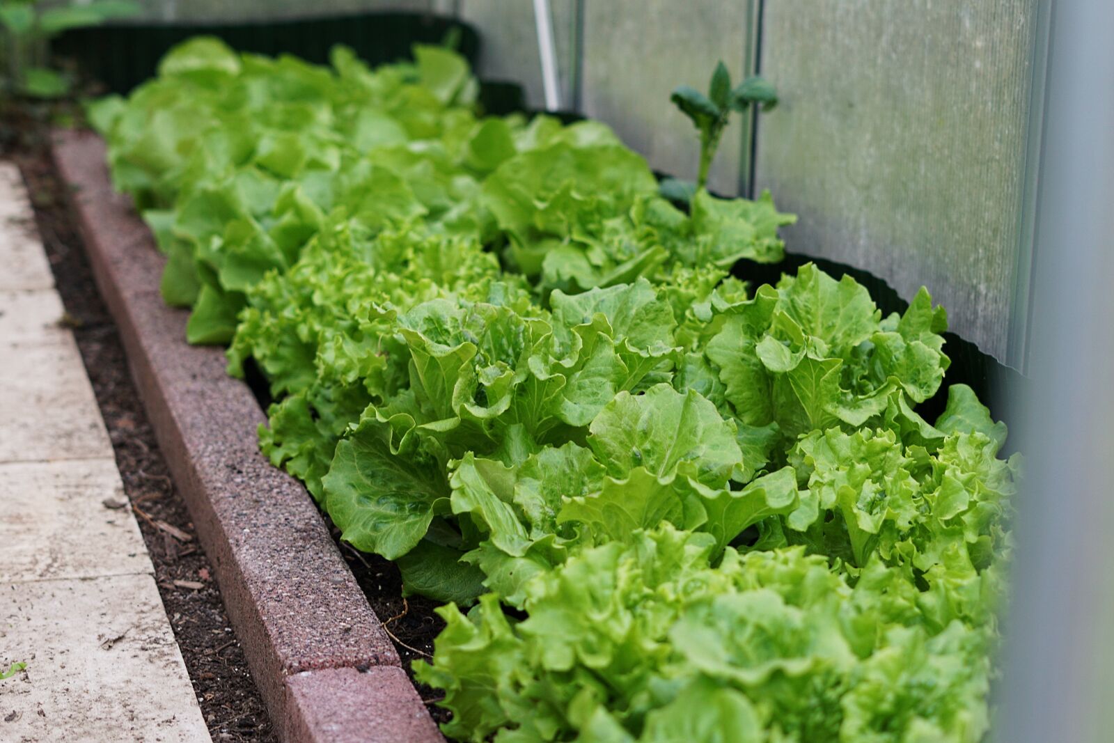 Sony a6000 sample photo. Vegetables, food, lettuce photography