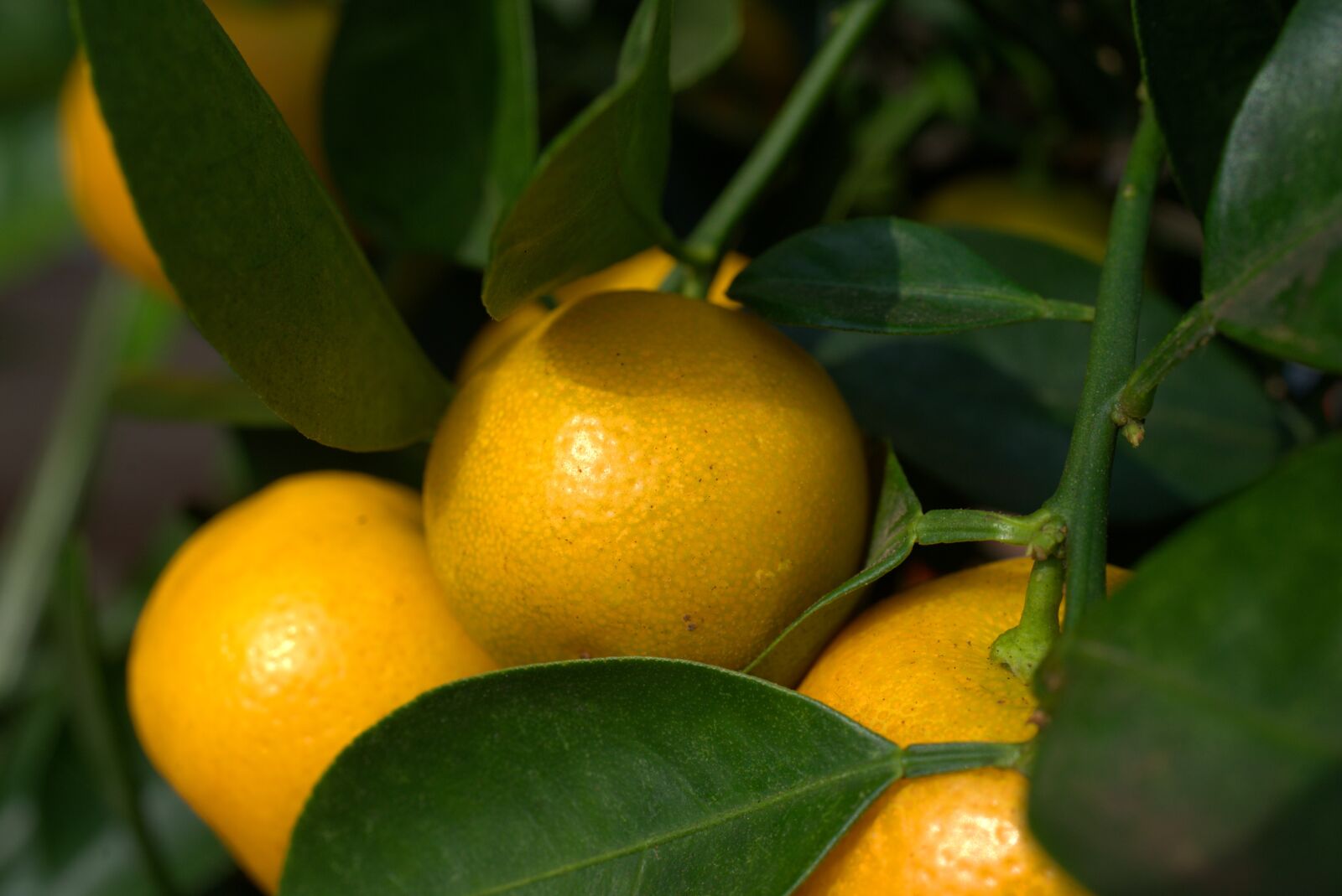 Sony a7 II sample photo. Orange, citrus fruit, orange photography