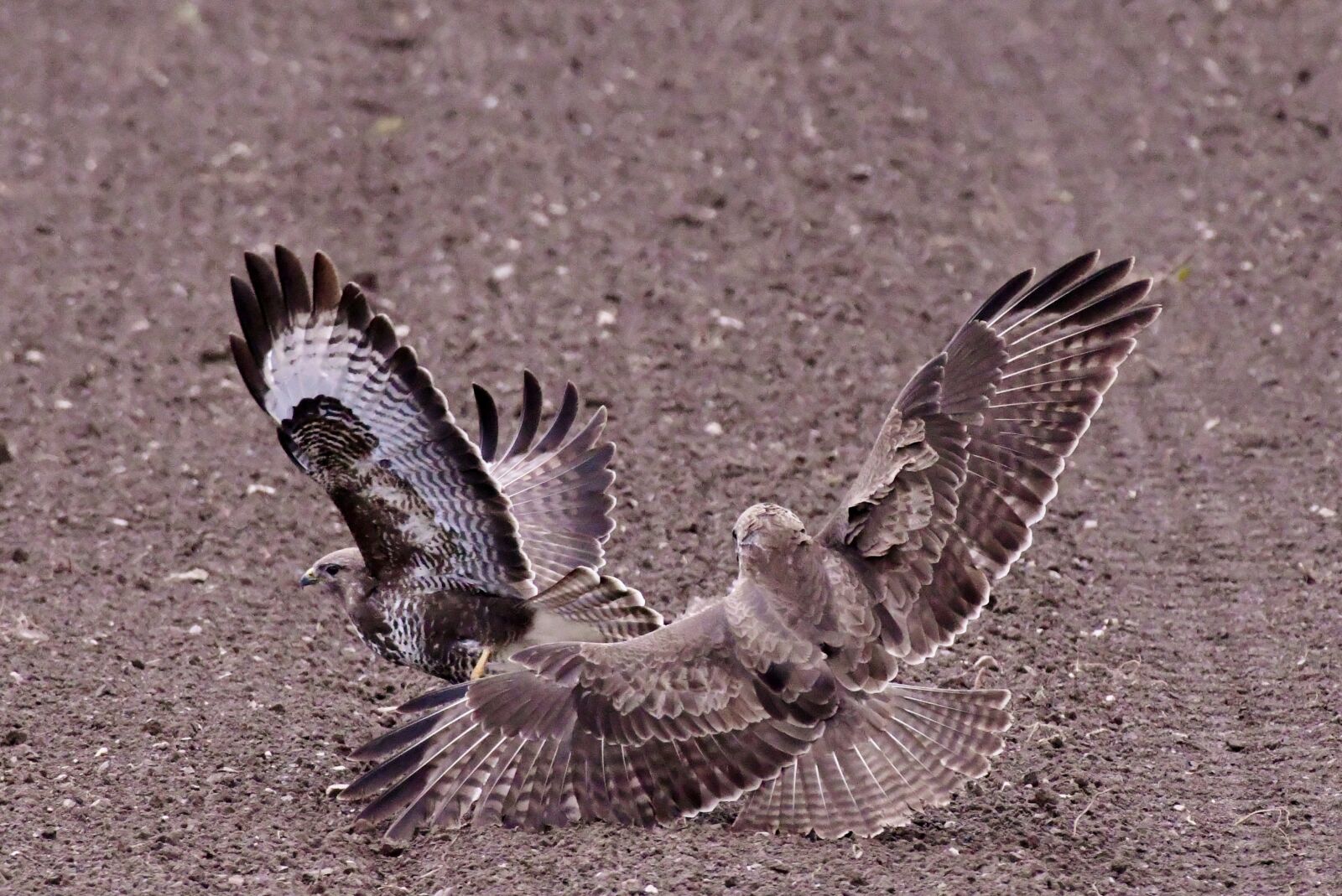 Nikon D500 sample photo. Buzzard, common buzzard, bird photography