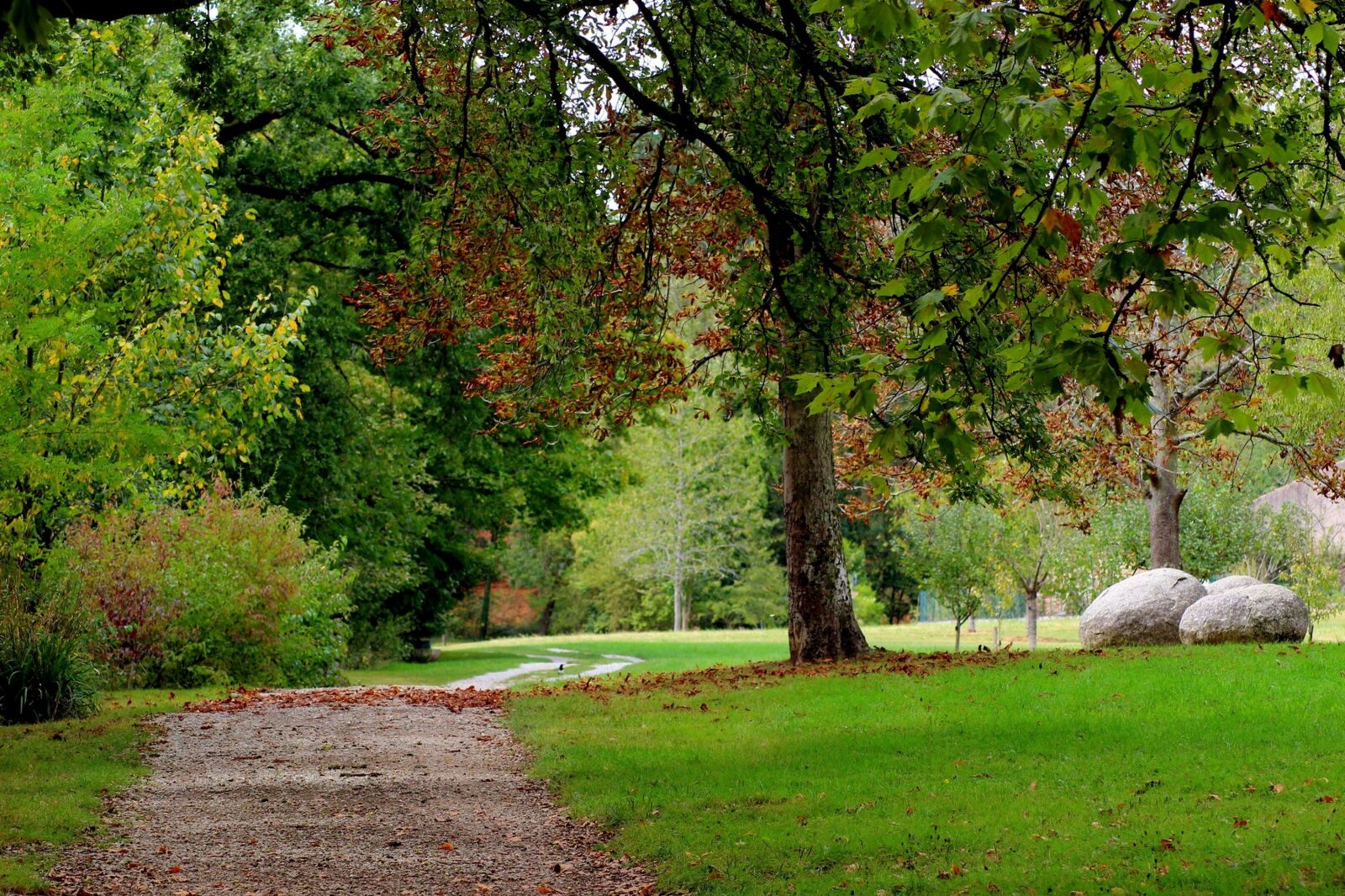 Canon EOS 600D (Rebel EOS T3i / EOS Kiss X5) sample photo. Park, tree, garden photography