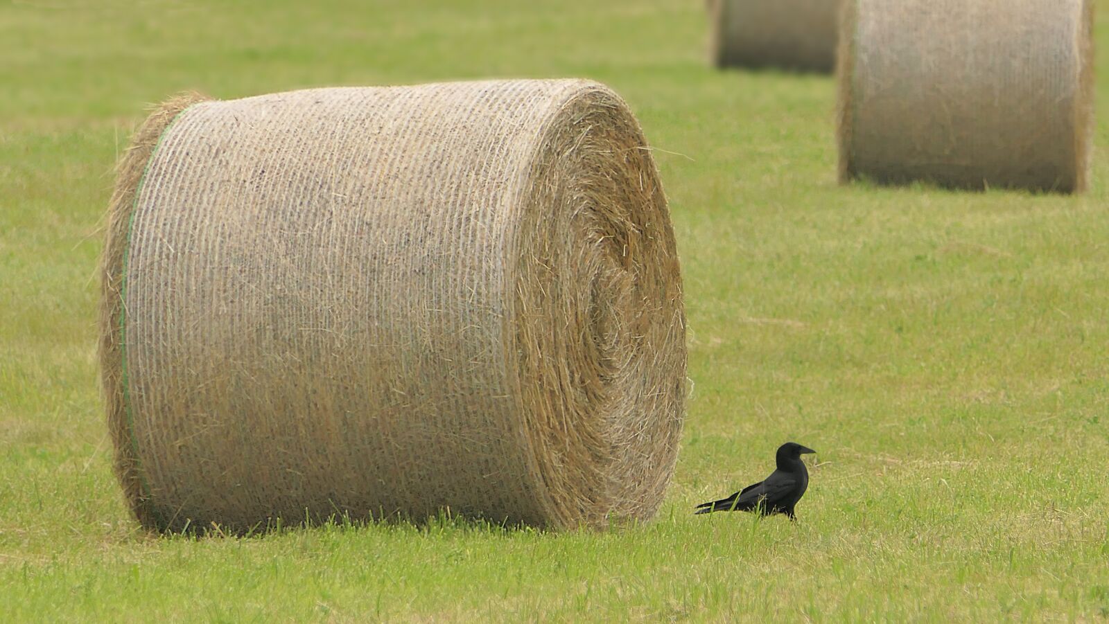 Panasonic Lumix DMC-FZ2500 (Lumix DMC-FZ2000) sample photo. Field, wheel, hay photography