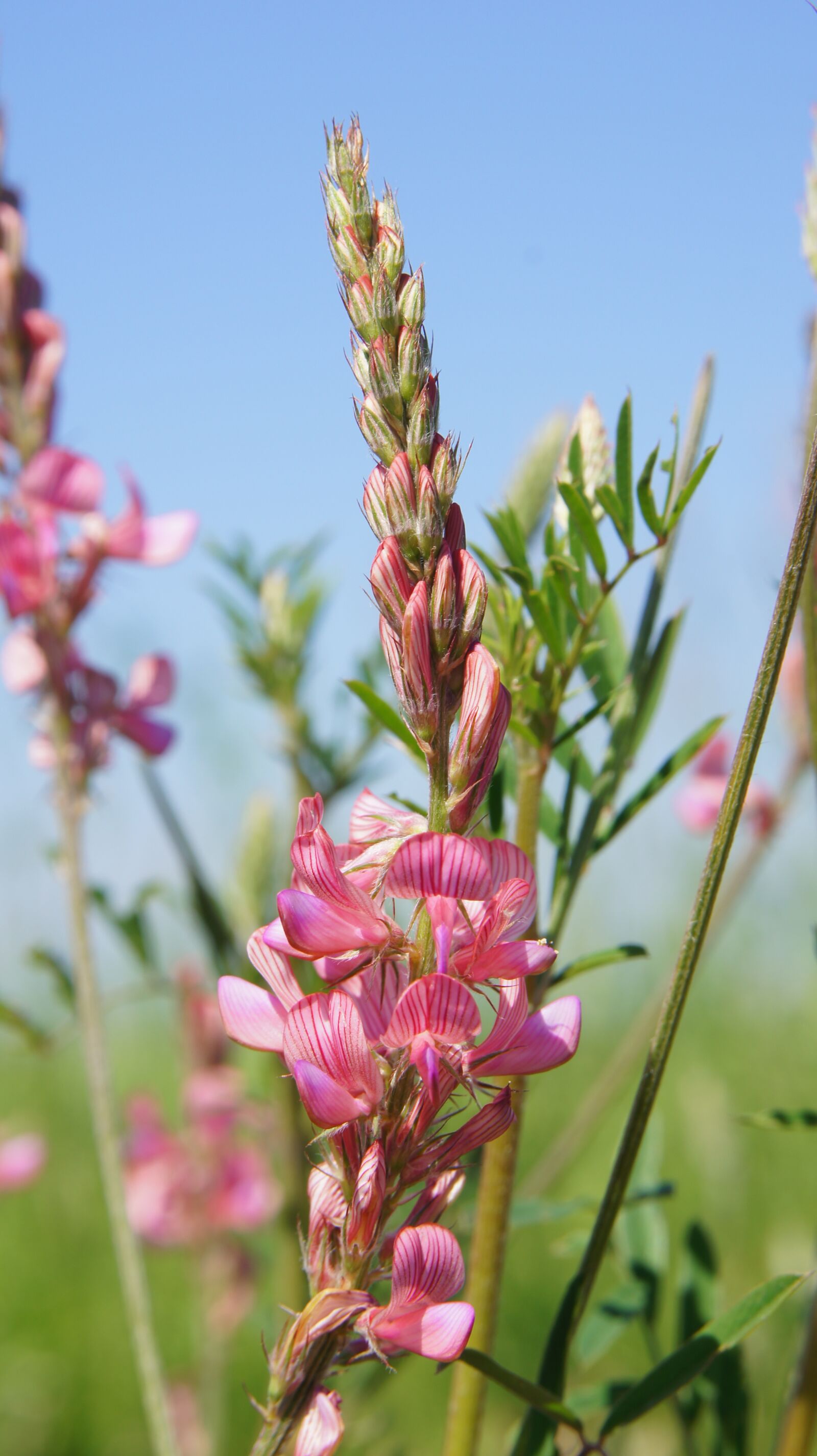 Sony SLT-A55 (SLT-A55V) sample photo. Sainfoin vitality, wildflowers, flower photography
