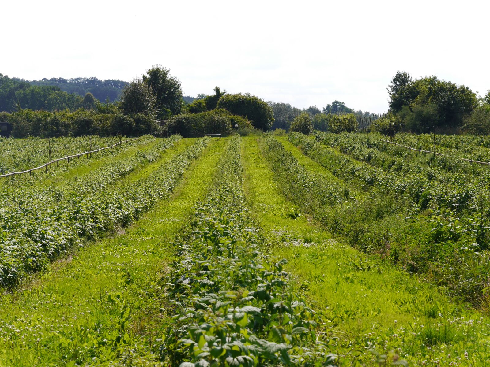 Panasonic Lumix DMC-G6 sample photo. Field, farm, green photography