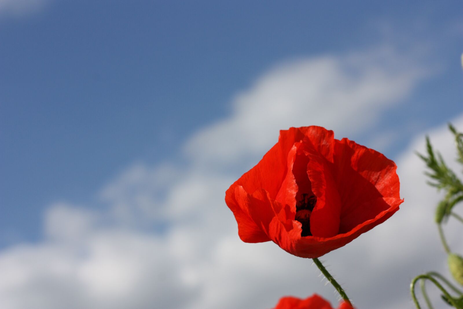 Canon EOS 450D (EOS Rebel XSi / EOS Kiss X2) sample photo. Poppy, red, flower photography
