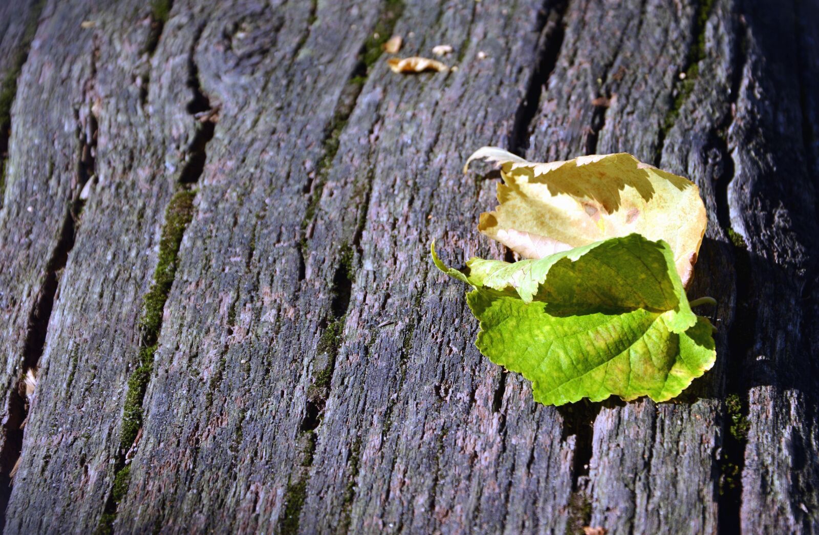 Nikon D5200 sample photo. Leaf, tree, nature, texture photography