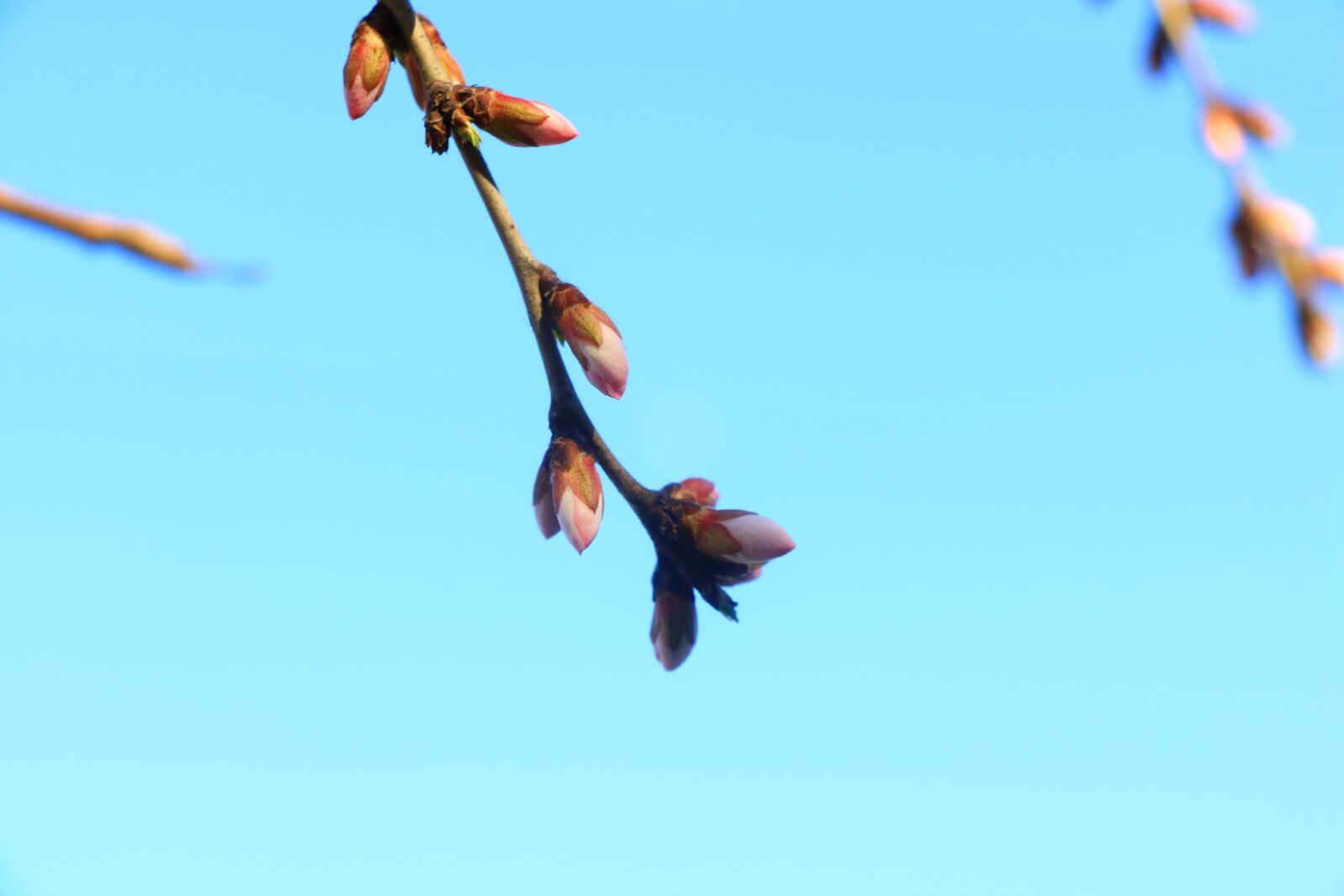 Canon EOS 760D (EOS Rebel T6s / EOS 8000D) sample photo. Sky, nature photography