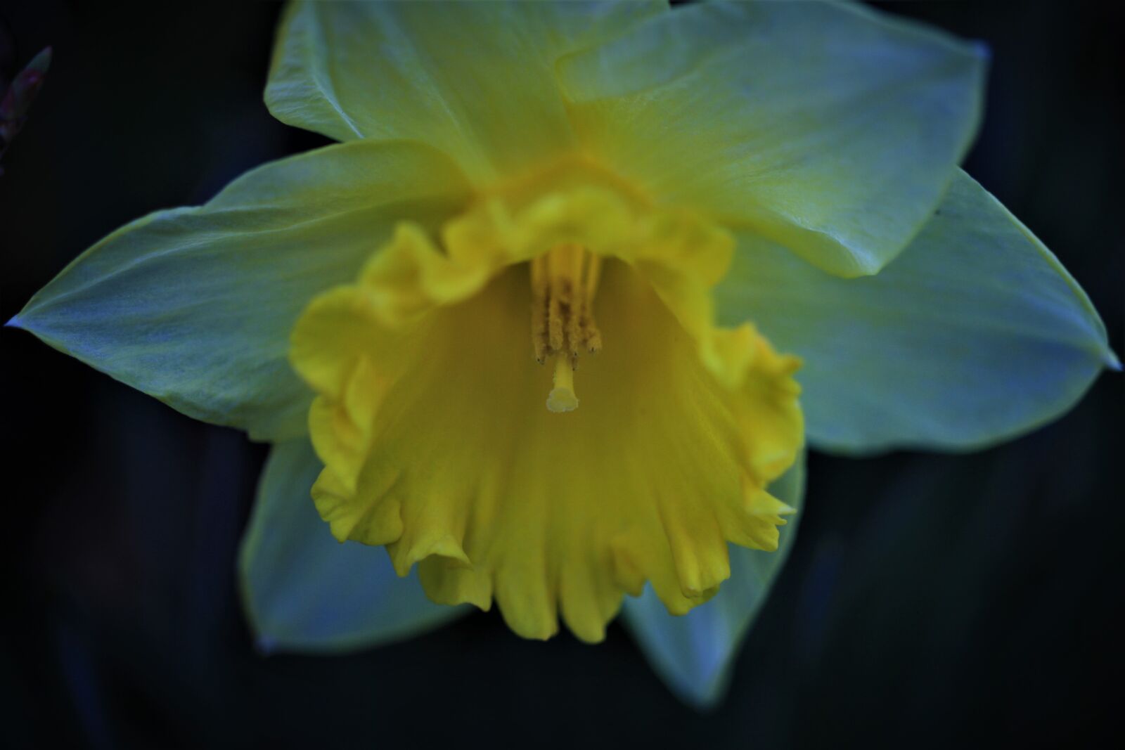 Canon EOS 7D sample photo. Narcissus, yellow, flower photography