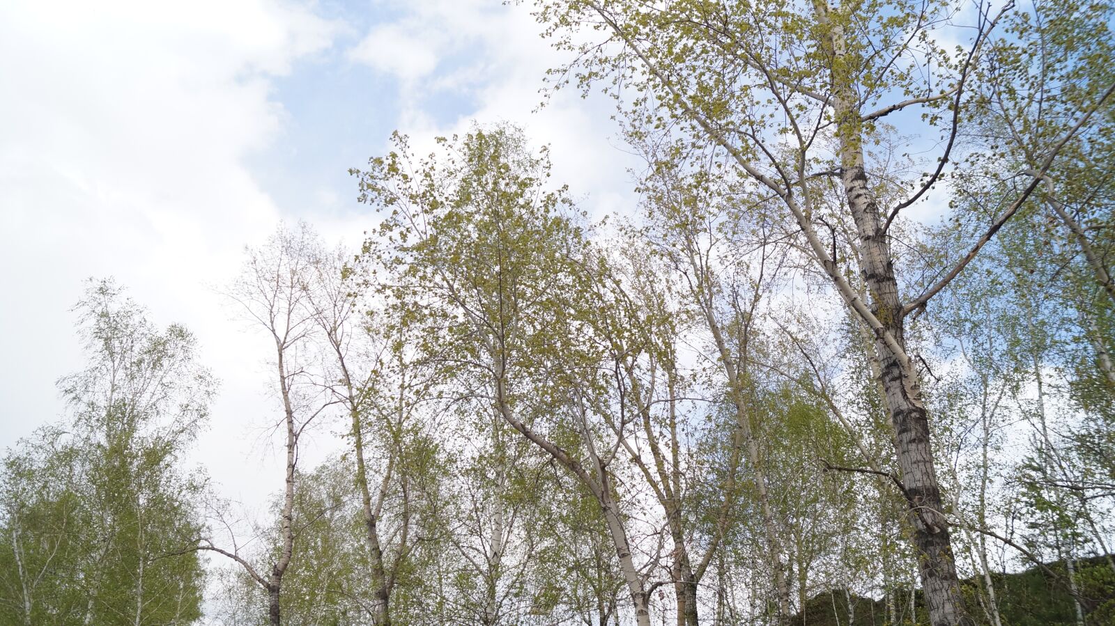 Sony SLT-A37 sample photo. Sky, trees, birch photography