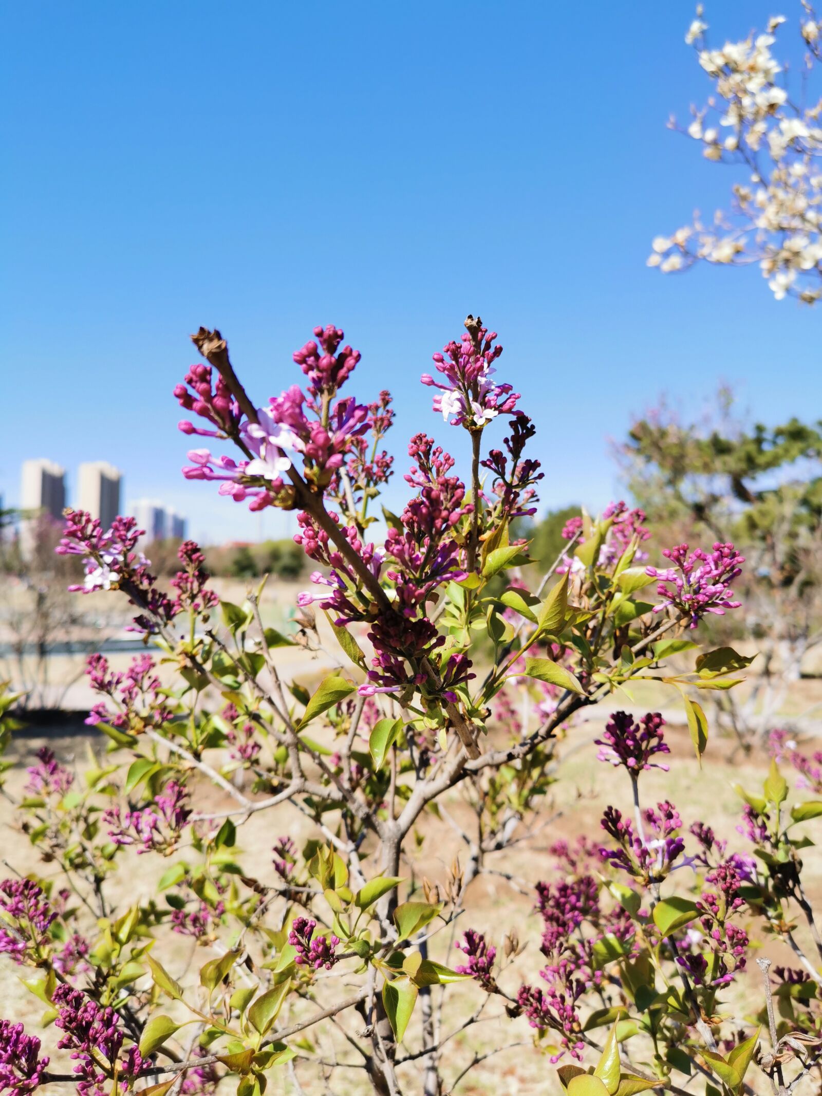 HUAWEI P30 sample photo. Clove, lilac, flower photography