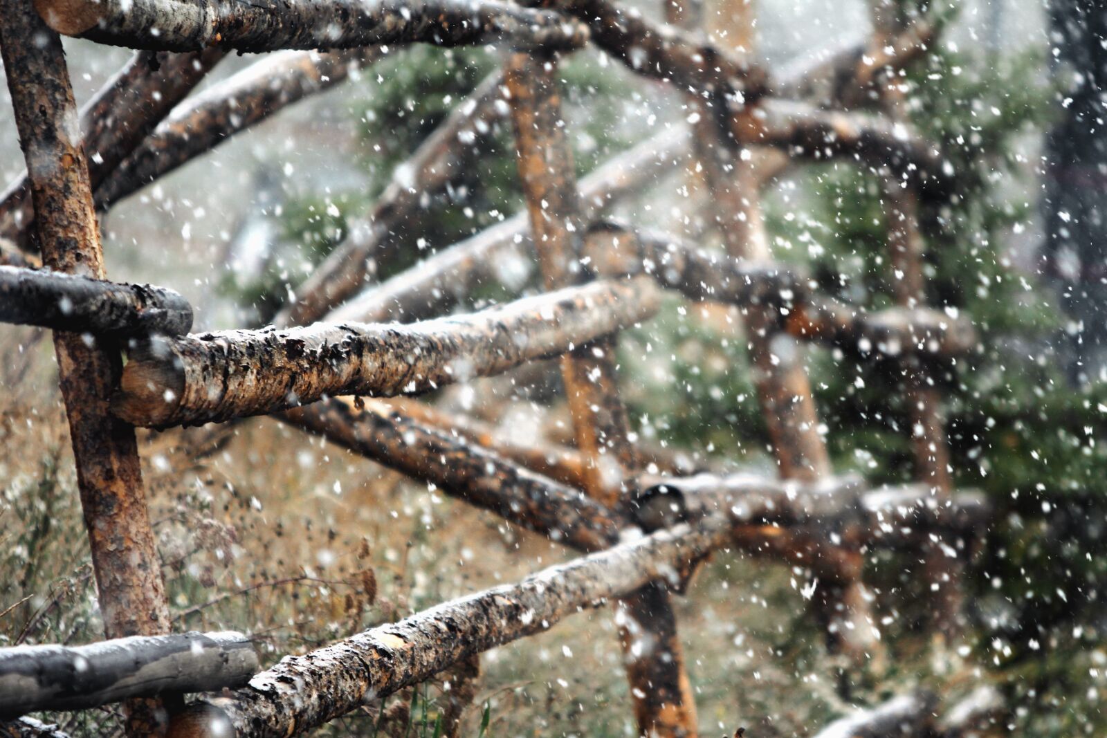 Canon EOS 60D sample photo. Snow, fence, tree, snowflake photography
