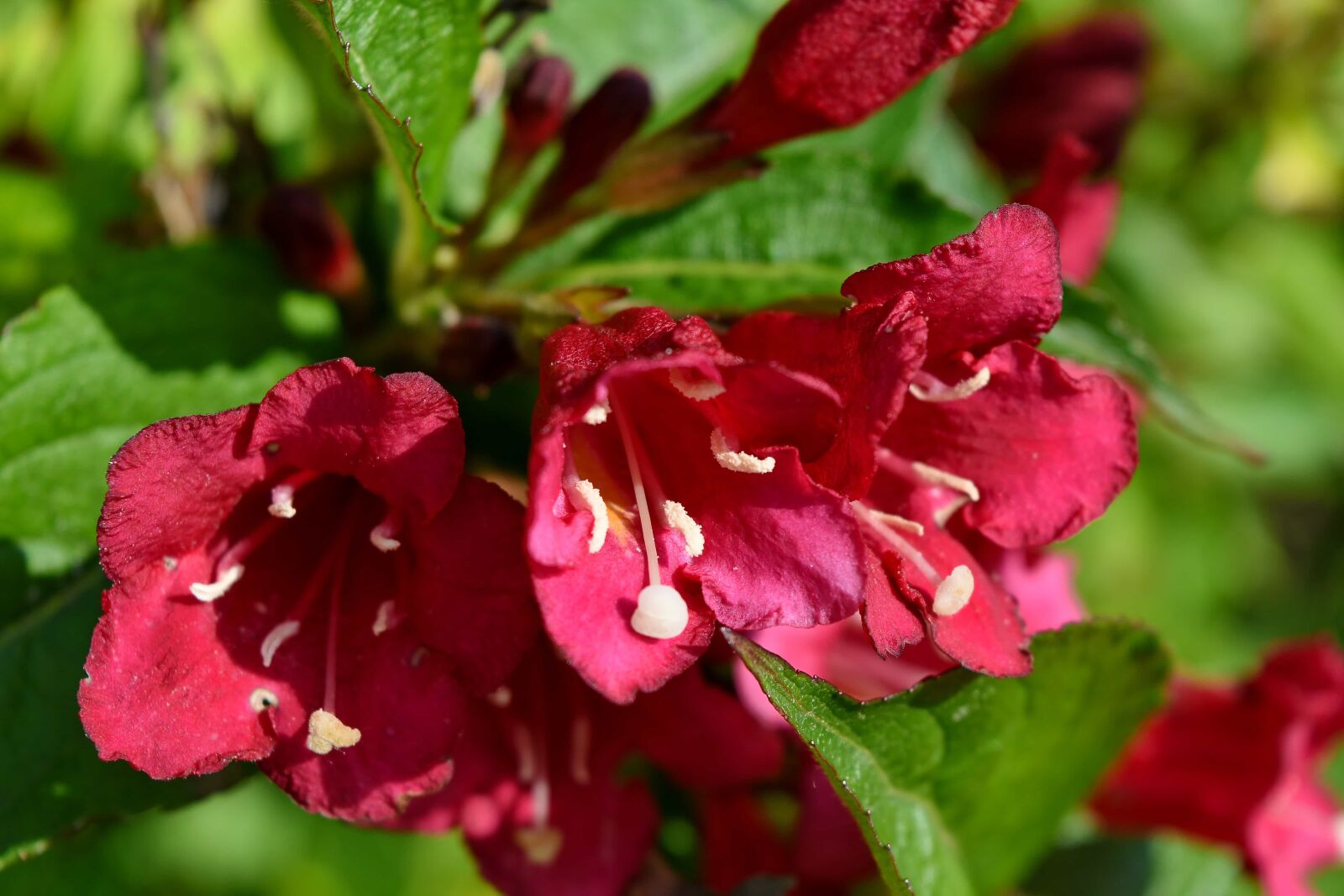 Nikon D5500 sample photo. Petal, garden, plant, flora photography