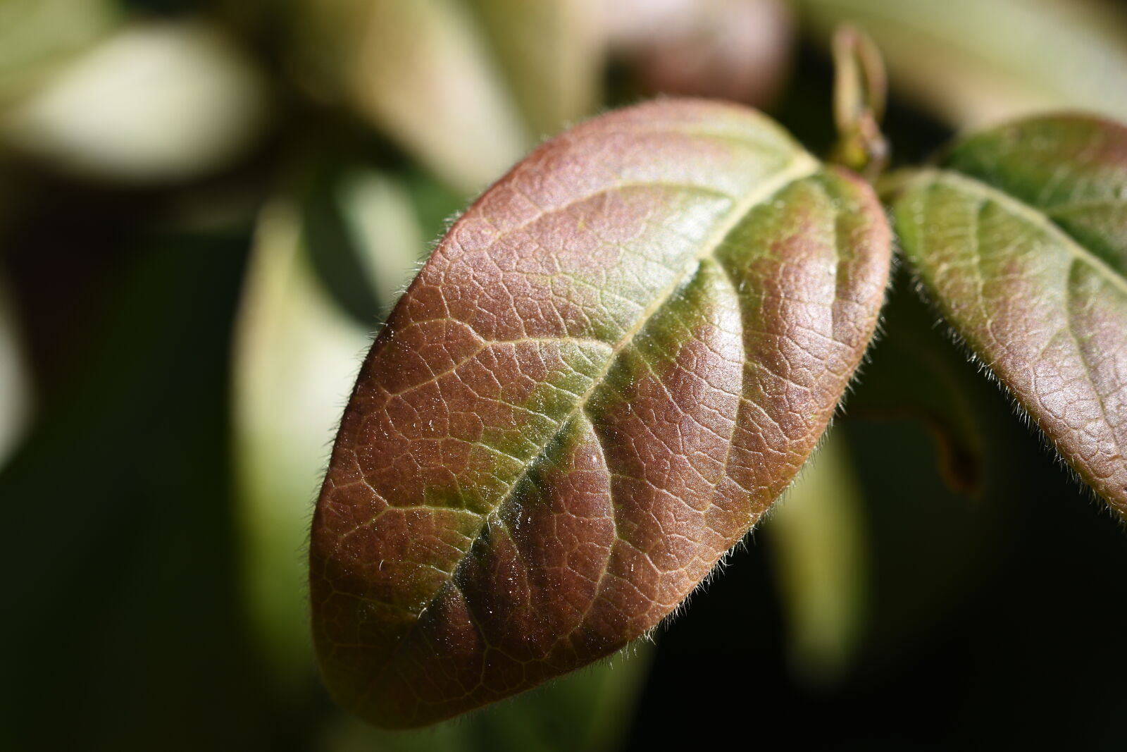 Nikon D5500 sample photo