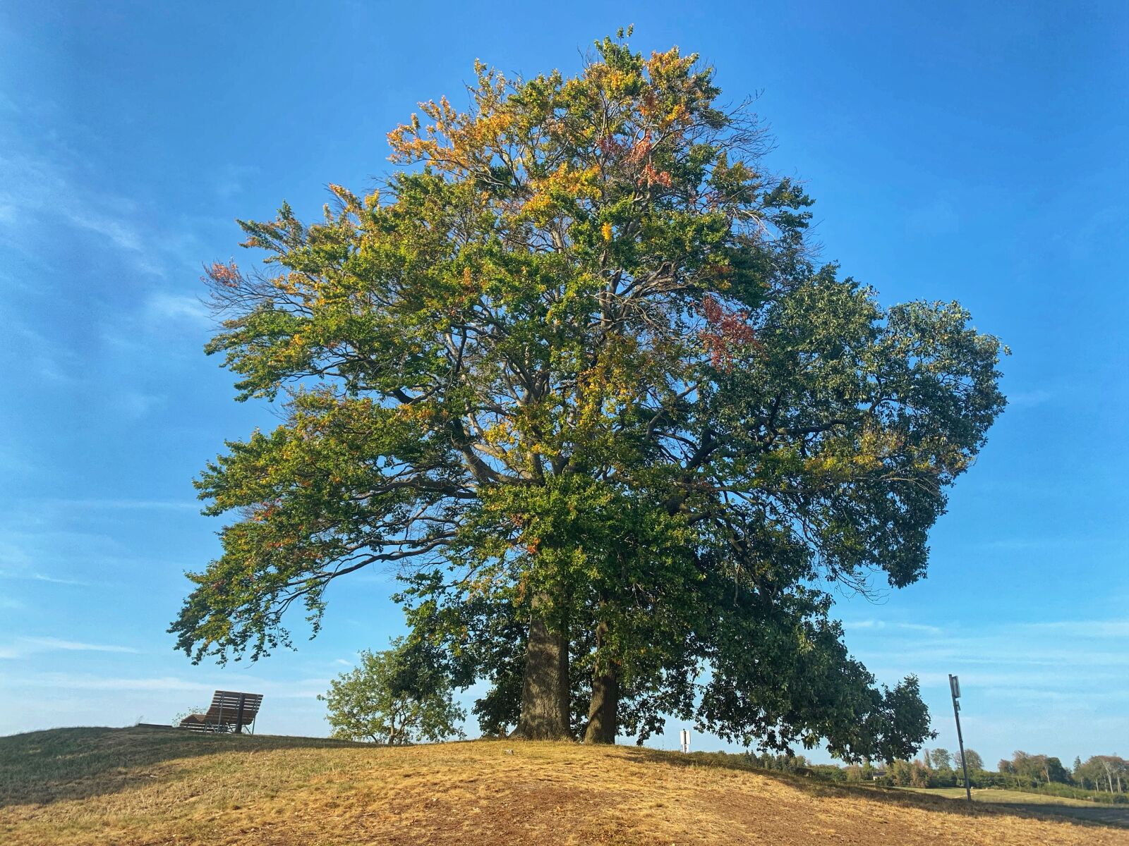 Apple iPhone XR sample photo. Hot trees, middle rhine photography