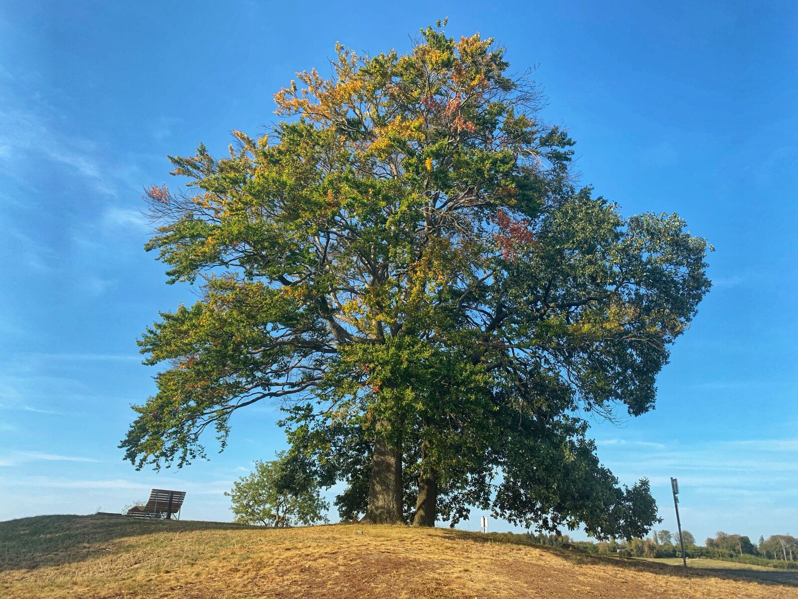 iPhone XR back camera 4.25mm f/1.8 sample photo. Hot trees, middle rhine photography