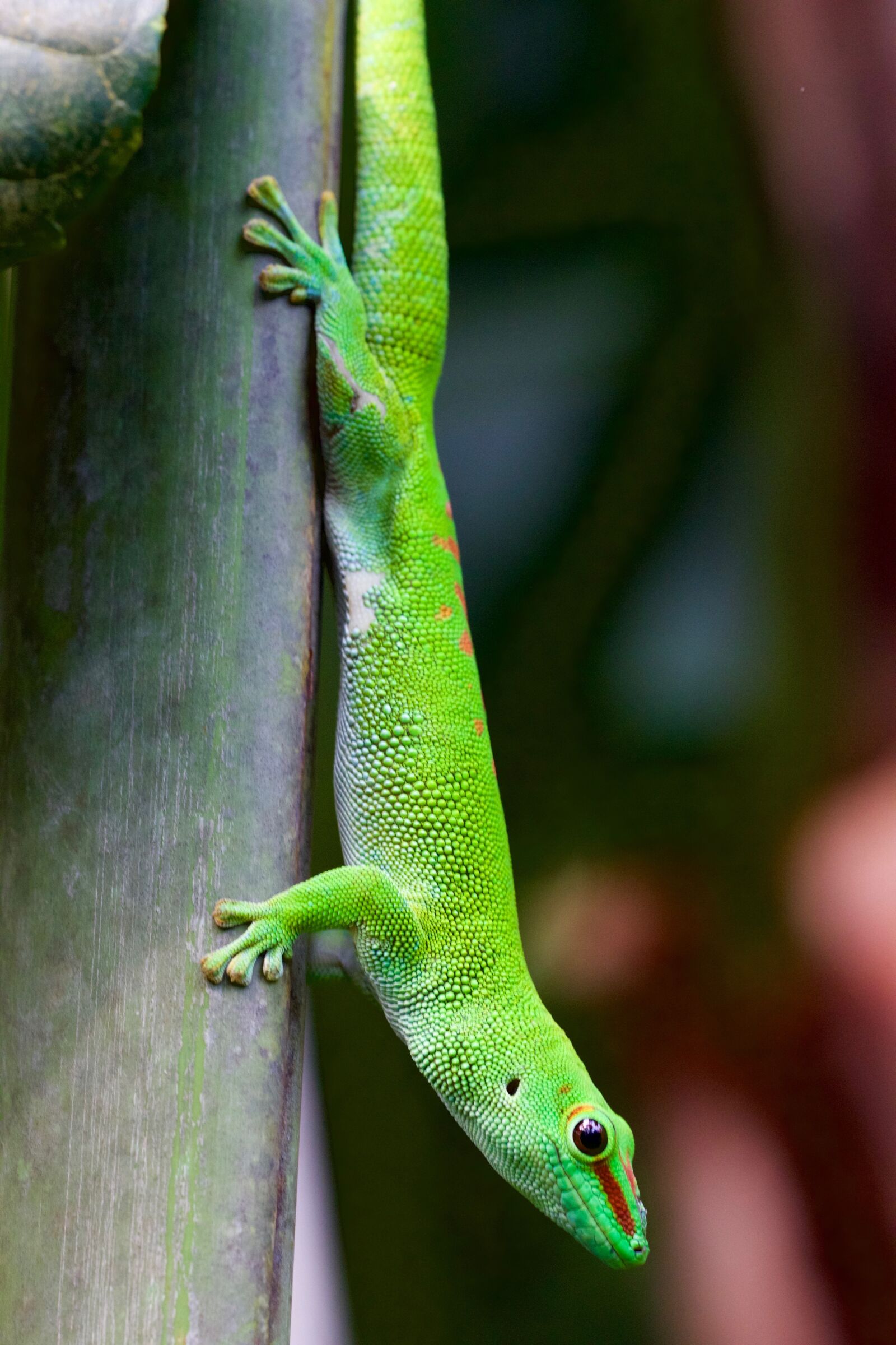 Canon EOS 70D sample photo. Animal, lizard, gecko photography