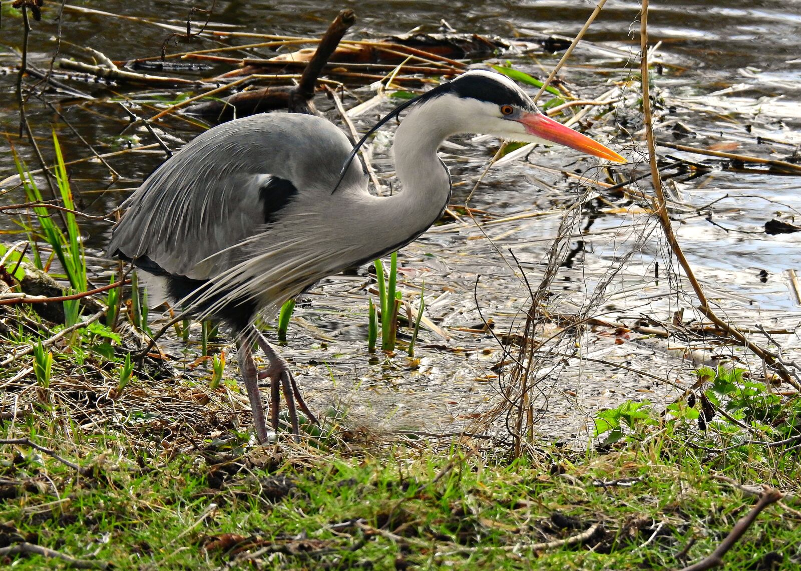 Nikon Coolpix P900 sample photo. Gray heron, wading bird photography