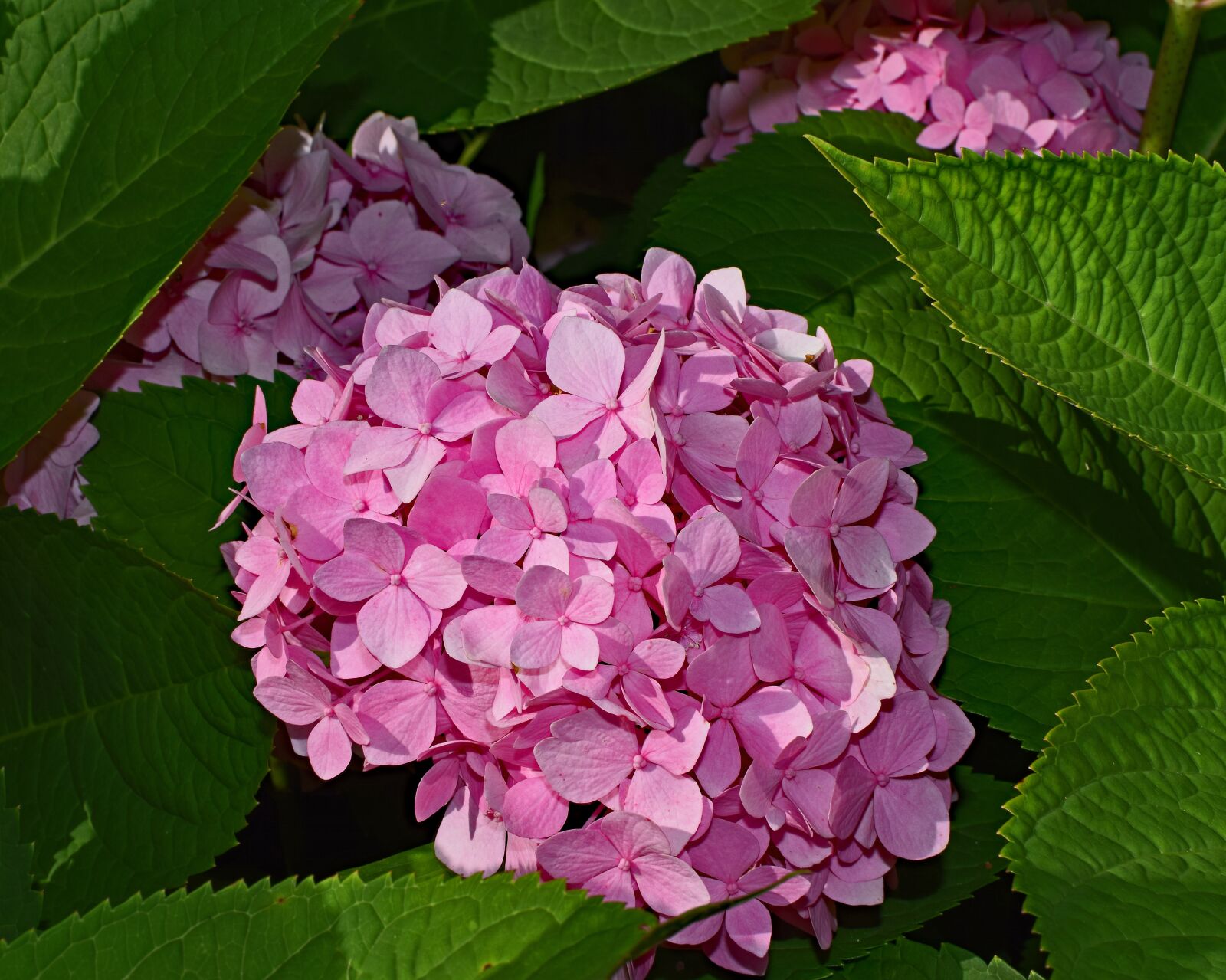 Nikon D3300 sample photo. Pink hydrangea, shrub, flower photography