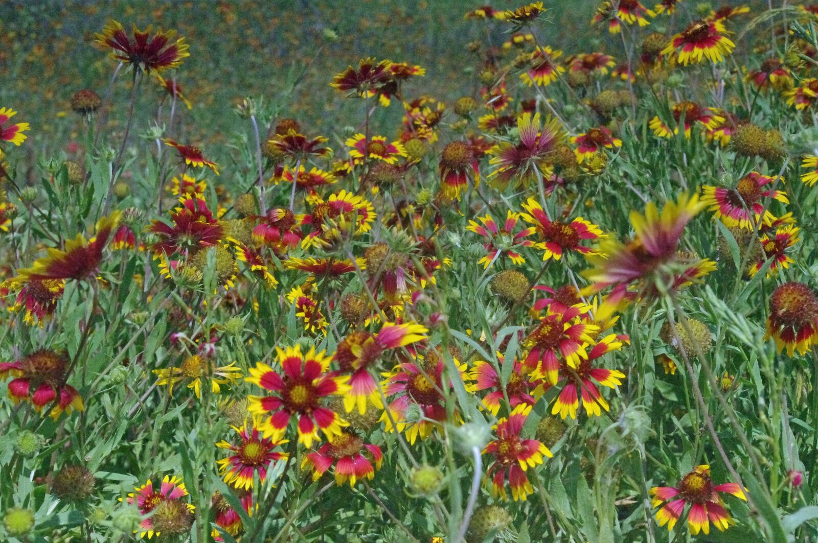 Pentax K-x sample photo. Spring, texas, flower photography