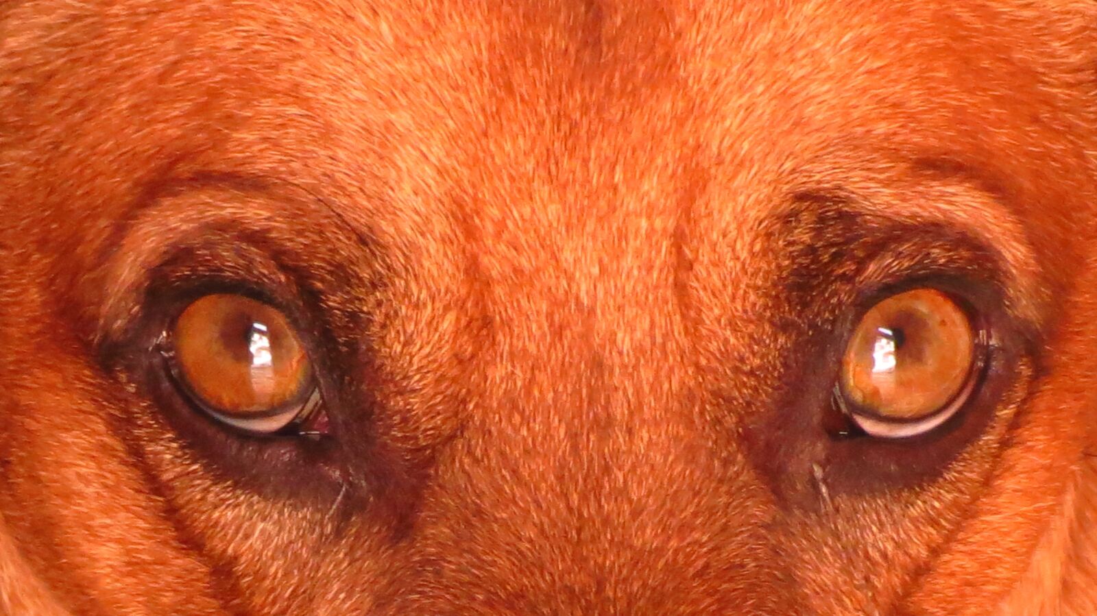 Canon PowerShot SX40 HS sample photo. Dog, eye, pet photography