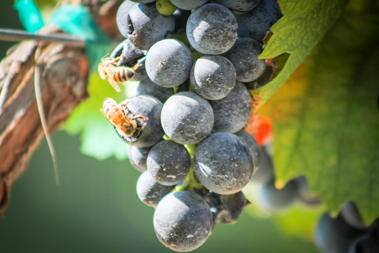 Canon EOS 7D + Canon EF 75-300mm f/4-5.6 USM sample photo. Bee, winery, grapes, harvest photography