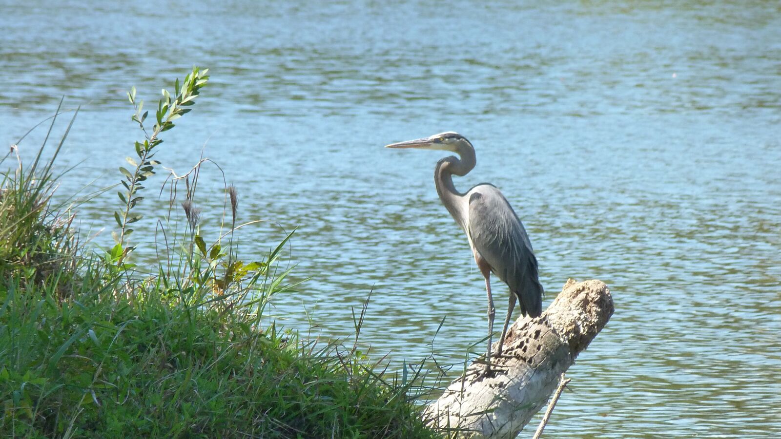 Panasonic Lumix DMC-FZ40 (Lumix DMC-FZ45) sample photo. Grey heron, heron, bird photography