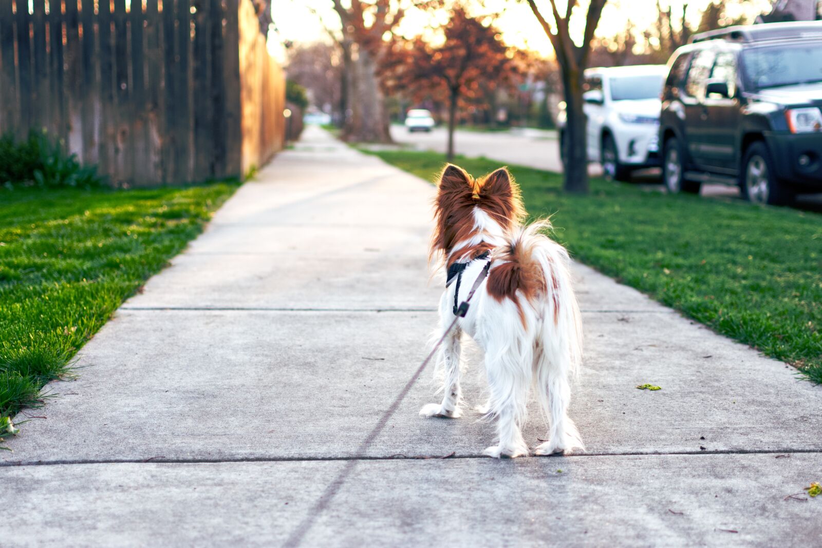 Nikon D3400 sample photo. Dog, sunset, evening photography