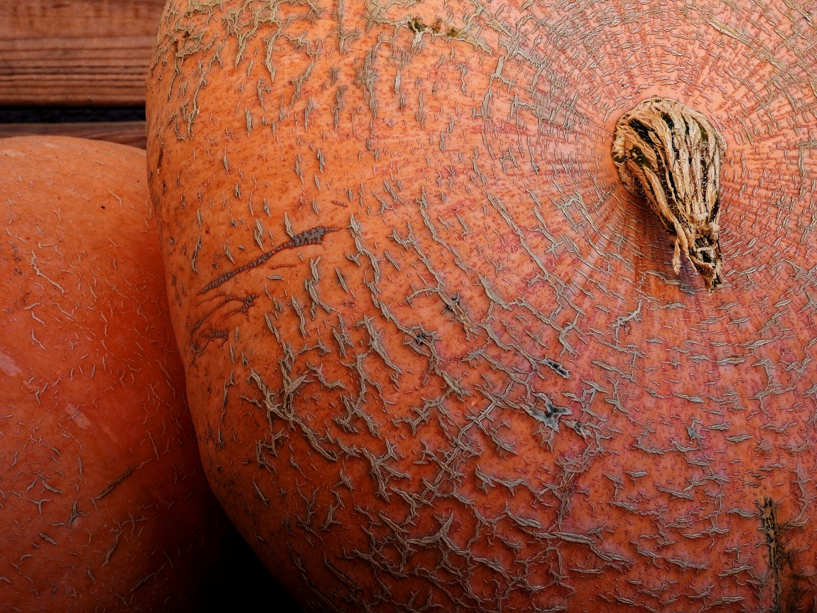 Nikon Coolpix P900 sample photo. Pumpkin, gourd, autumn photography
