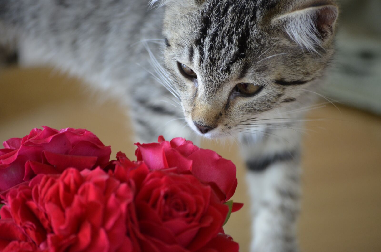 Nikon D5100 sample photo. Tiger, pet, animals photography