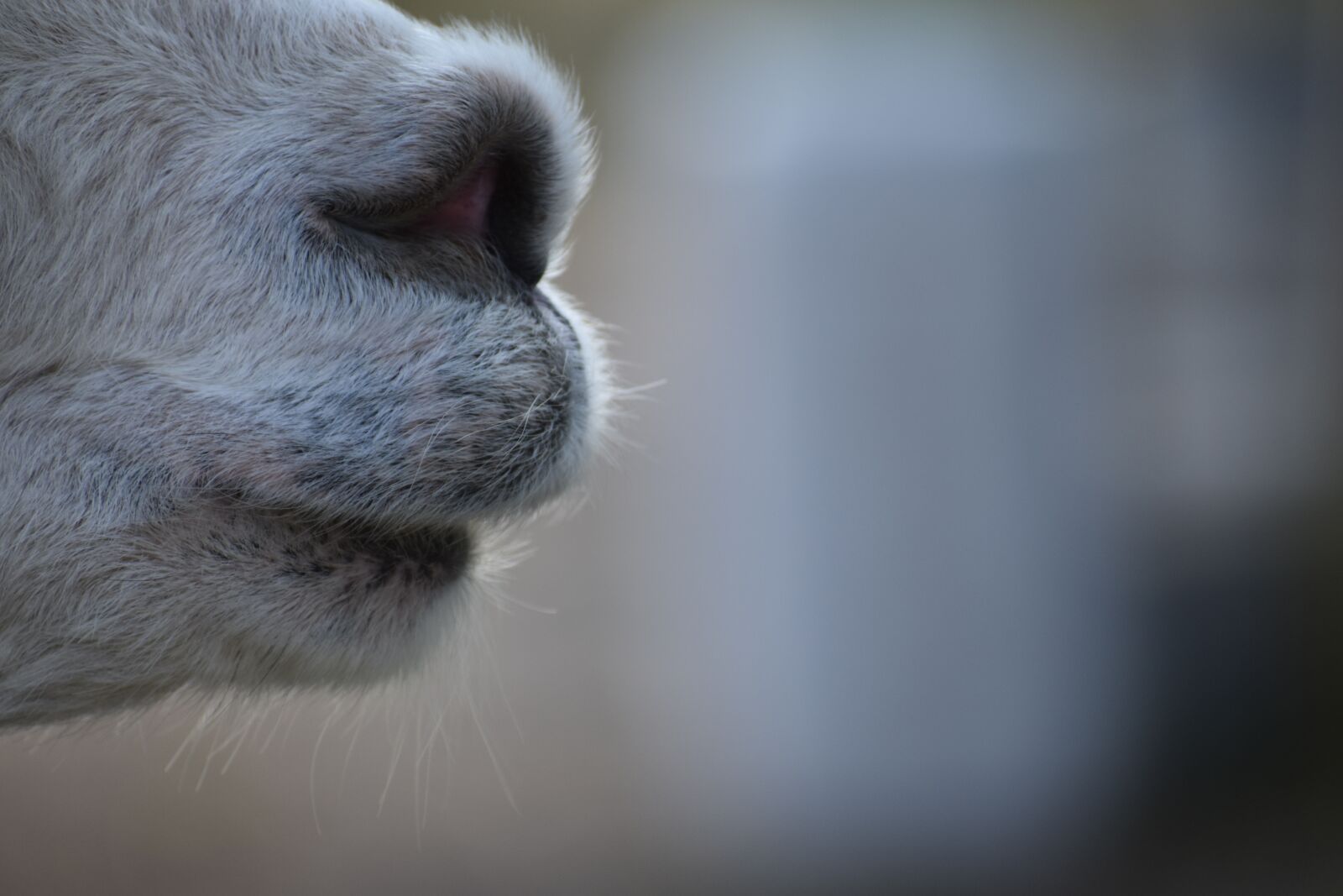Nikon D3500 sample photo. Alpaca, nose, muzzle photography