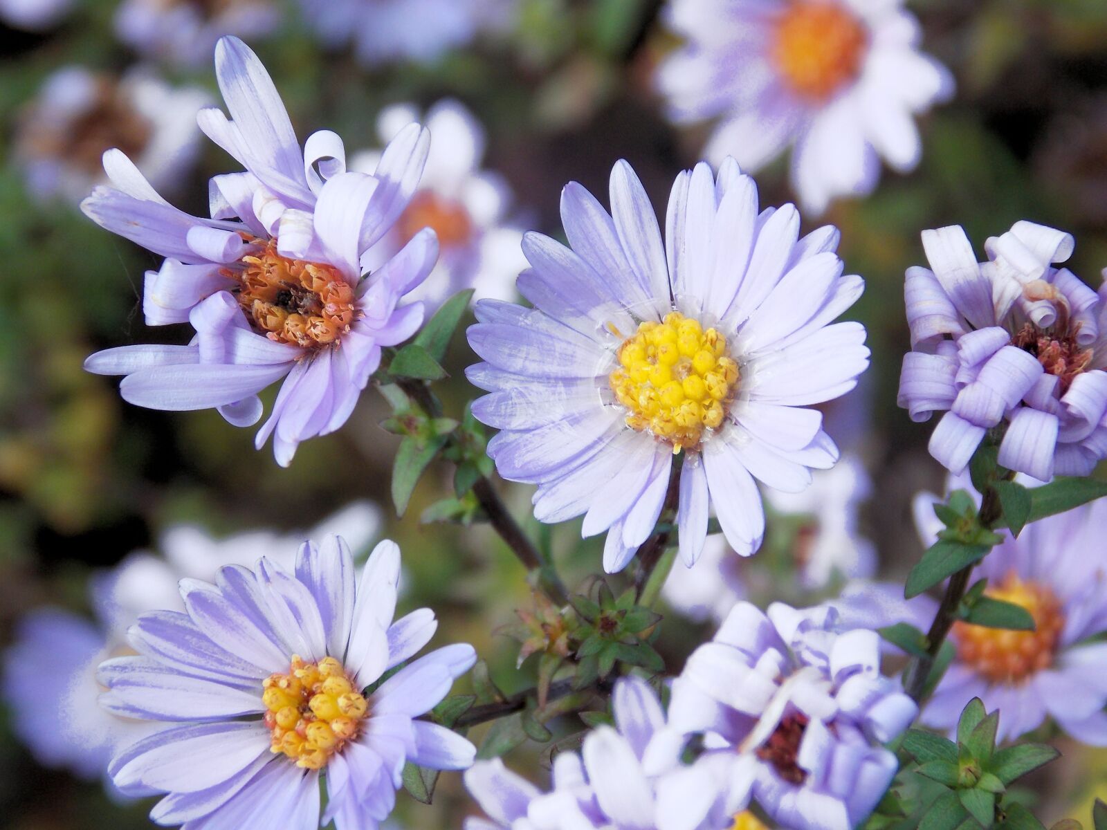 Nikon Coolpix L810 sample photo. Flowers, meadow, daisy photography