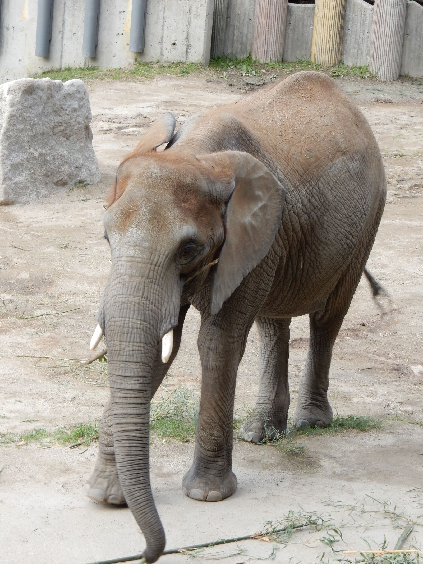 Nikon Coolpix S9900 sample photo. Elephant, zoo, pachyderm photography