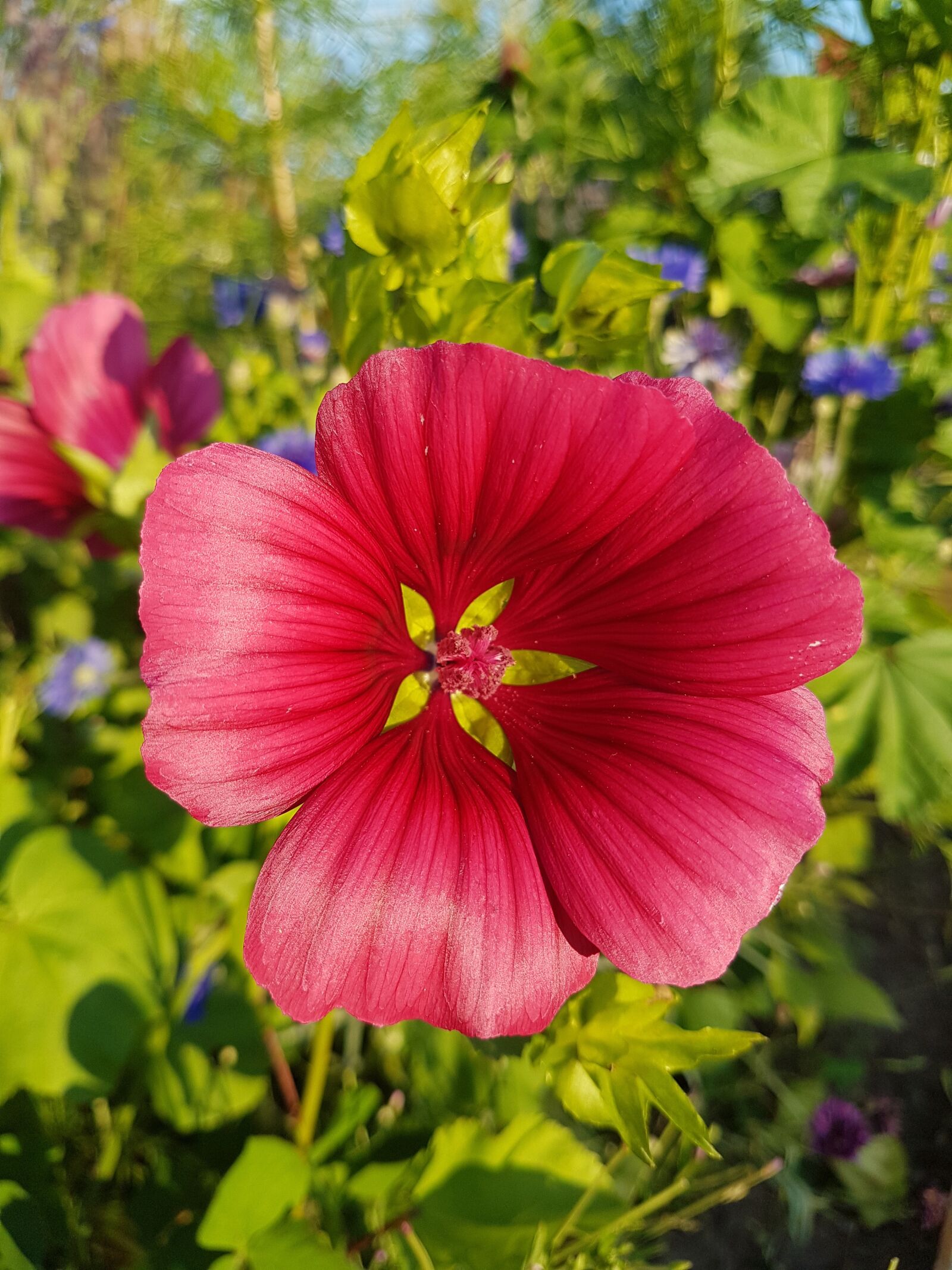 Samsung Galaxy S7 sample photo. Flower, nature, garden photography