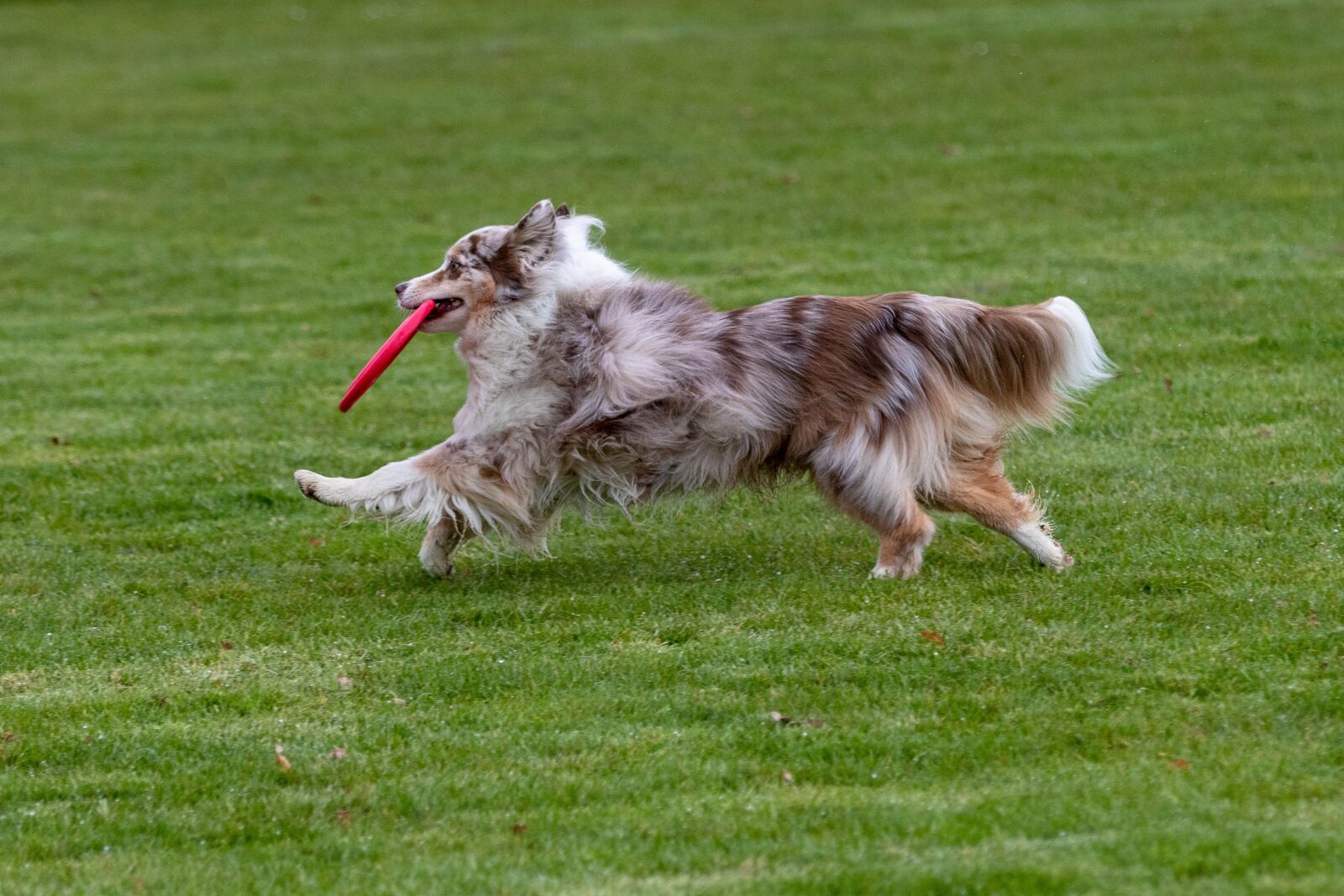 Canon EOS 80D sample photo. Frisbee, dogfrisbee, disc mastiffs photography