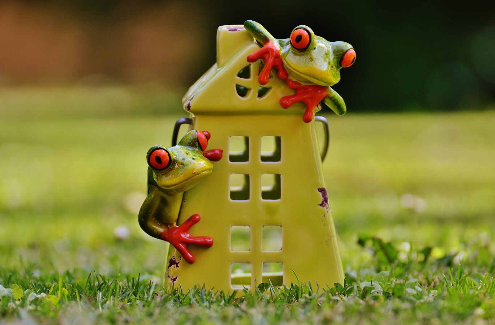 Nikon D3200 sample photo. Frogs, house, funny photography