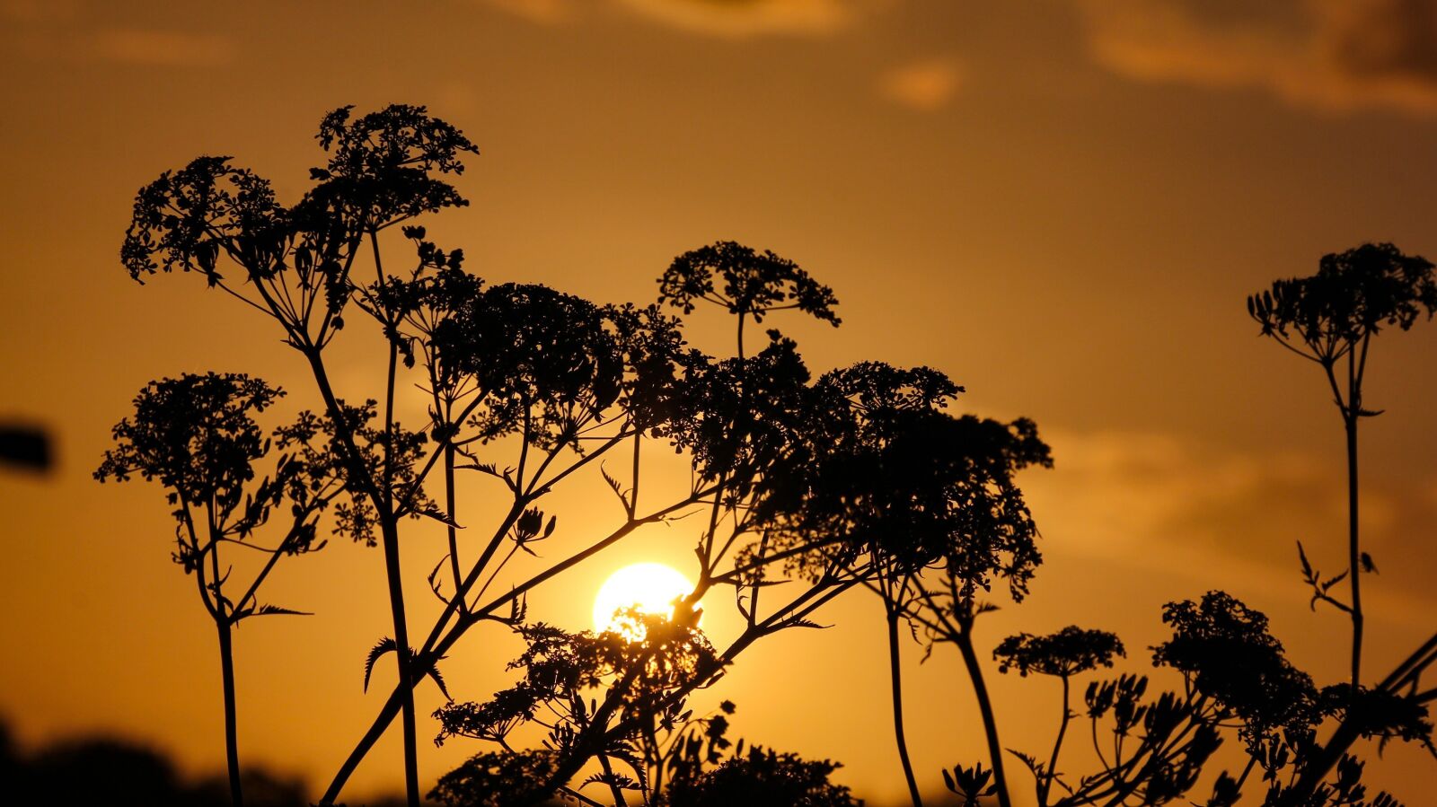 Canon EOS 60D sample photo. Tree, sun set, sunlight photography