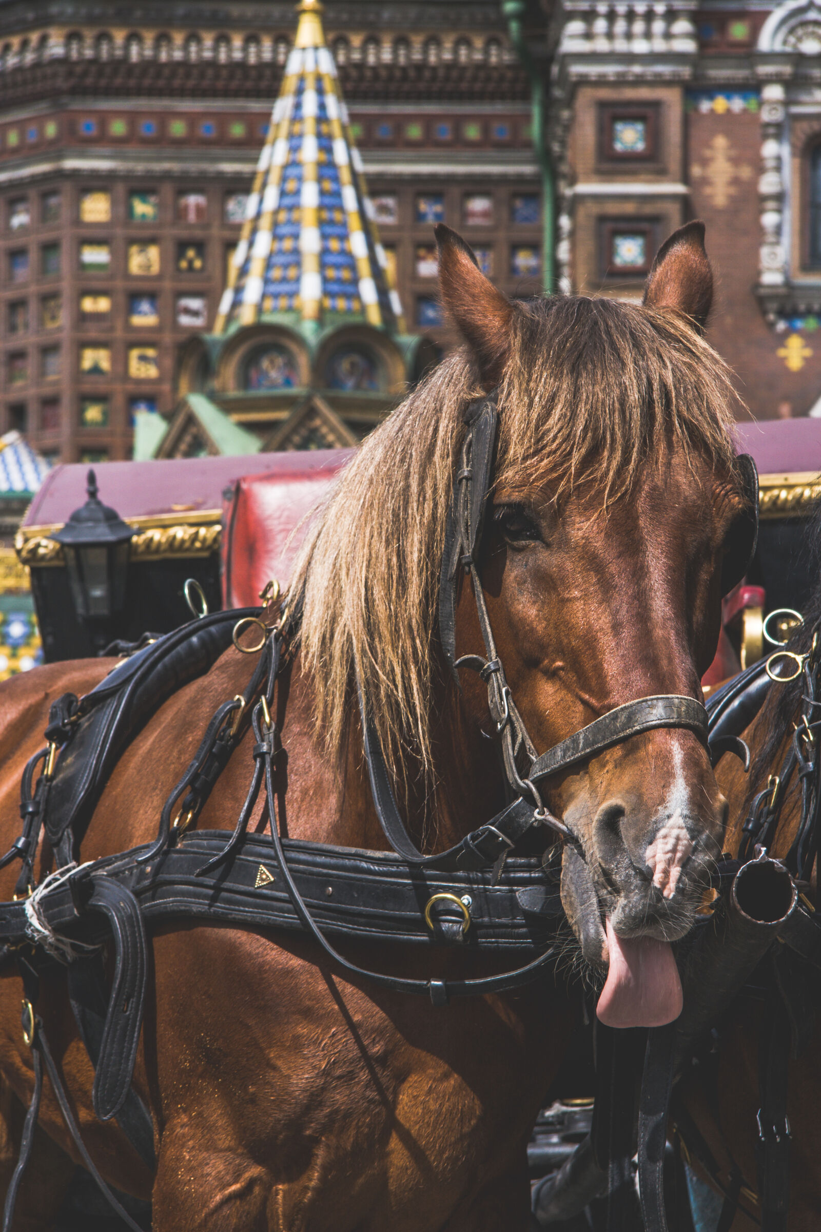 Canon EF-S 17-85mm F4-5.6 IS USM sample photo. Horse, horse, head photography