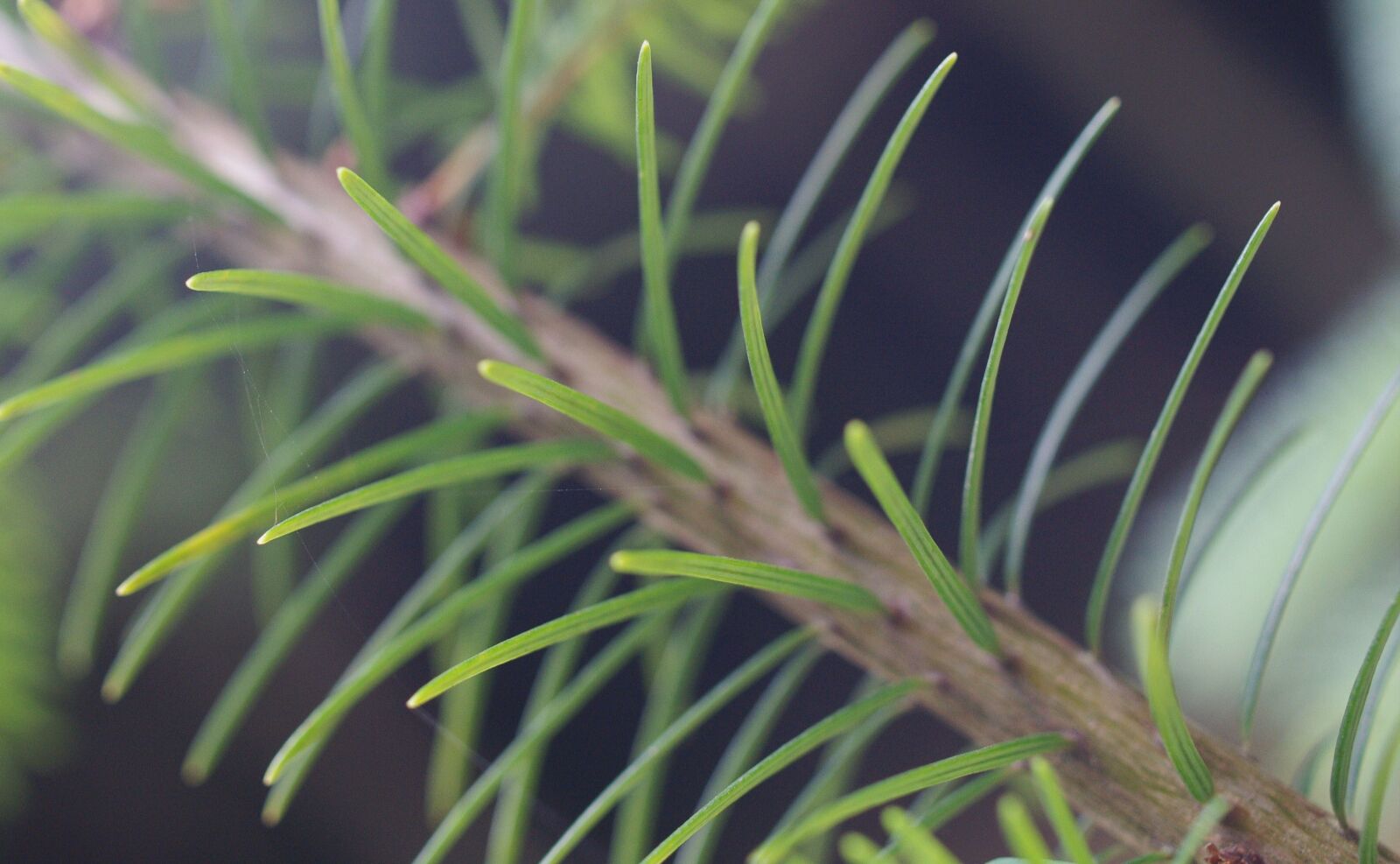 Pentax K-7 sample photo. Thorns, branch, fir photography