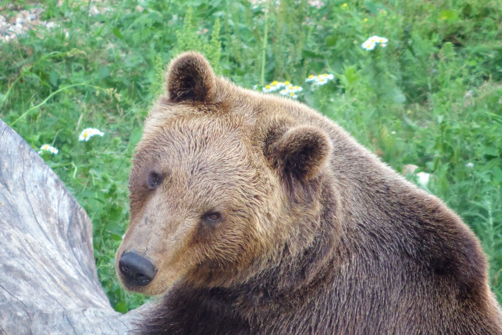 Nikon Coolpix P520 sample photo. Bear, brown bear, enclosure photography