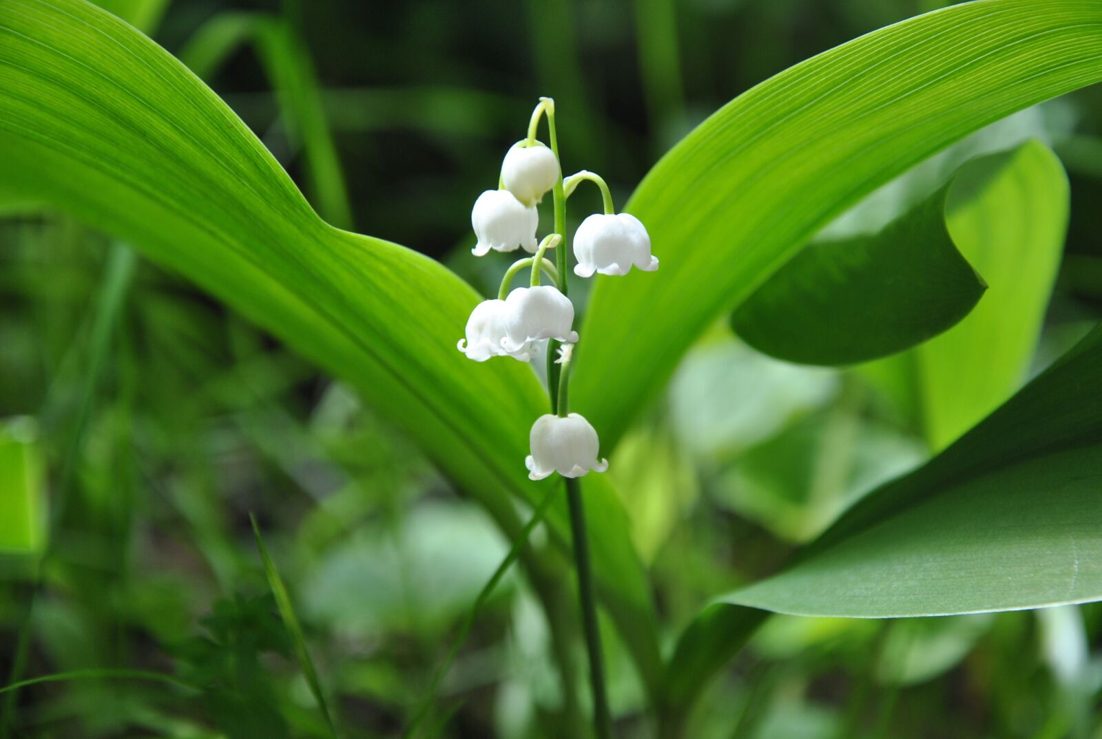 Nikon D3000 sample photo. Lily of the valley photography