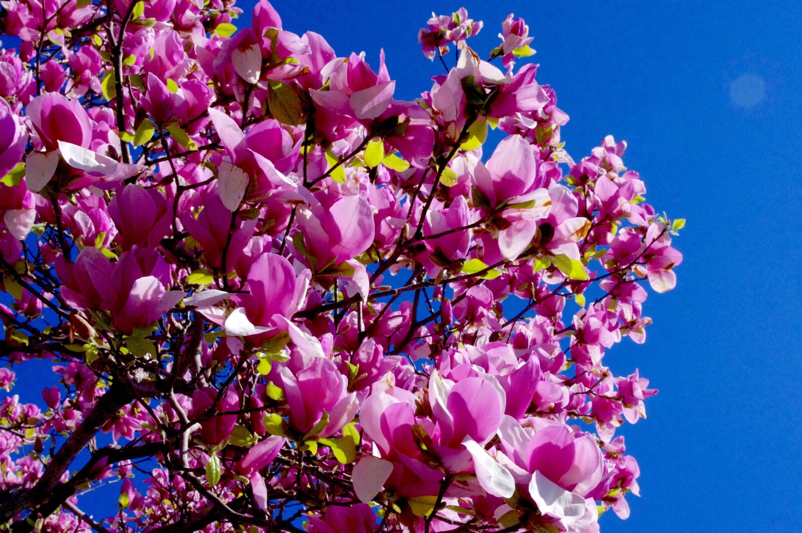 Pentax K-r sample photo. Saucer, magnolia, springtime photography