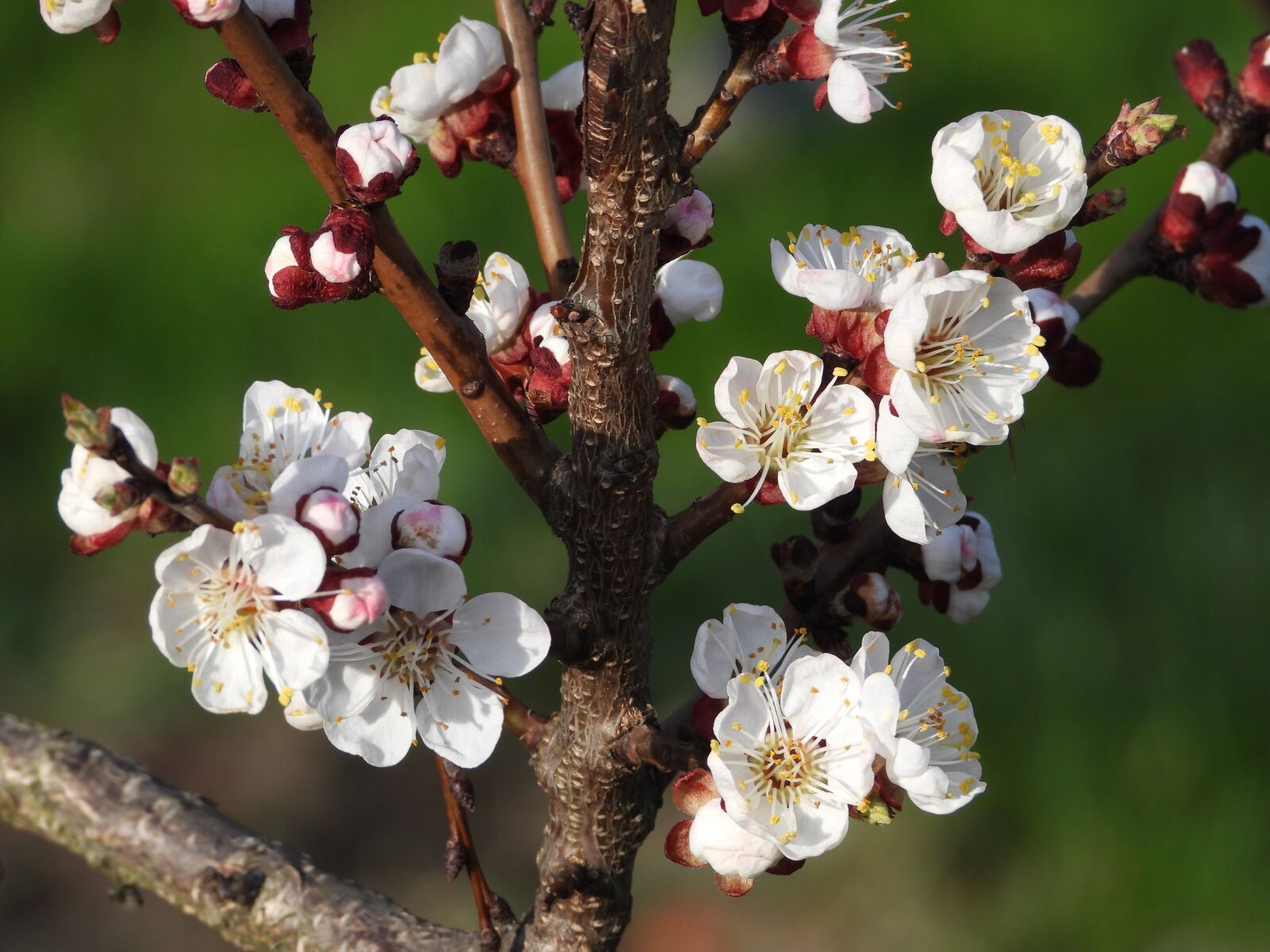 Nikon Coolpix P1000 sample photo. Tree, sprig, flowering photography